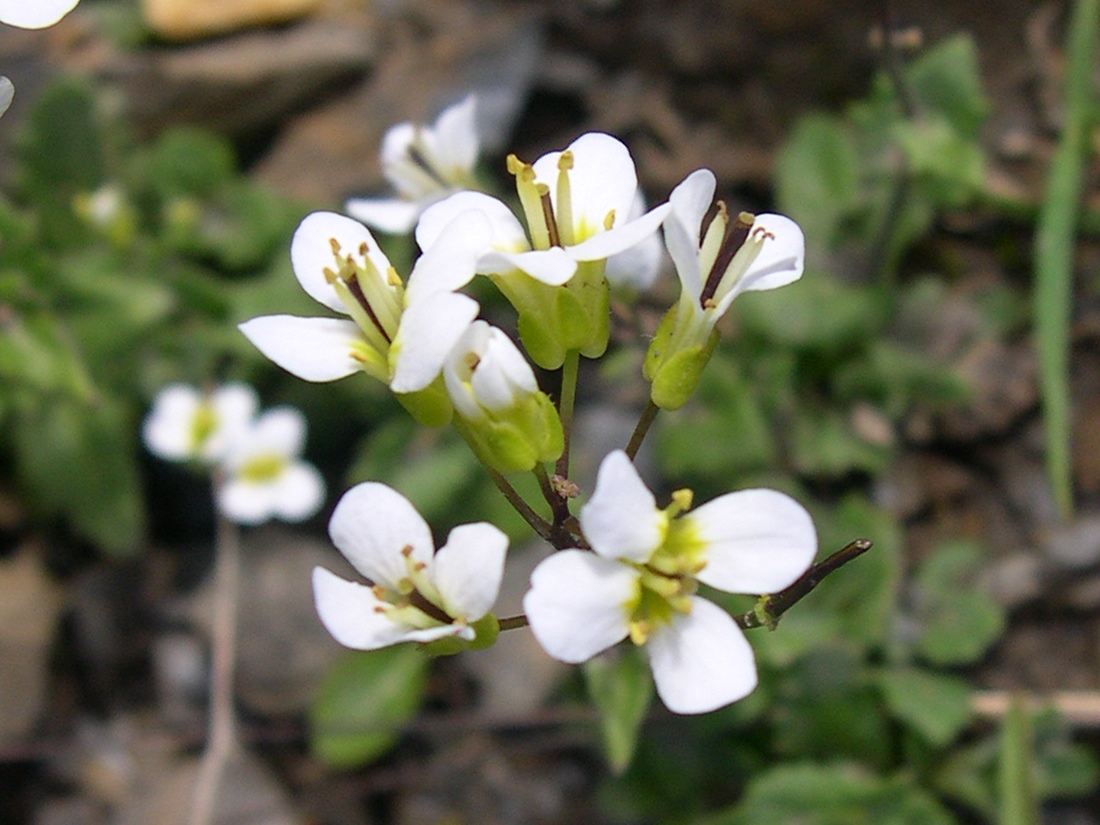 arabis_ciliata2md