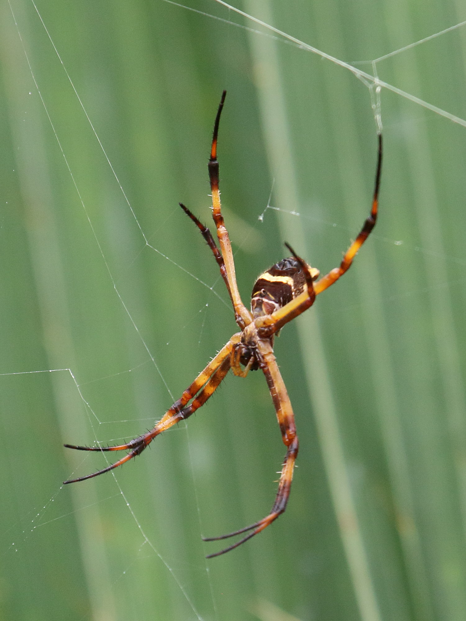 argiope_argentata5bbd