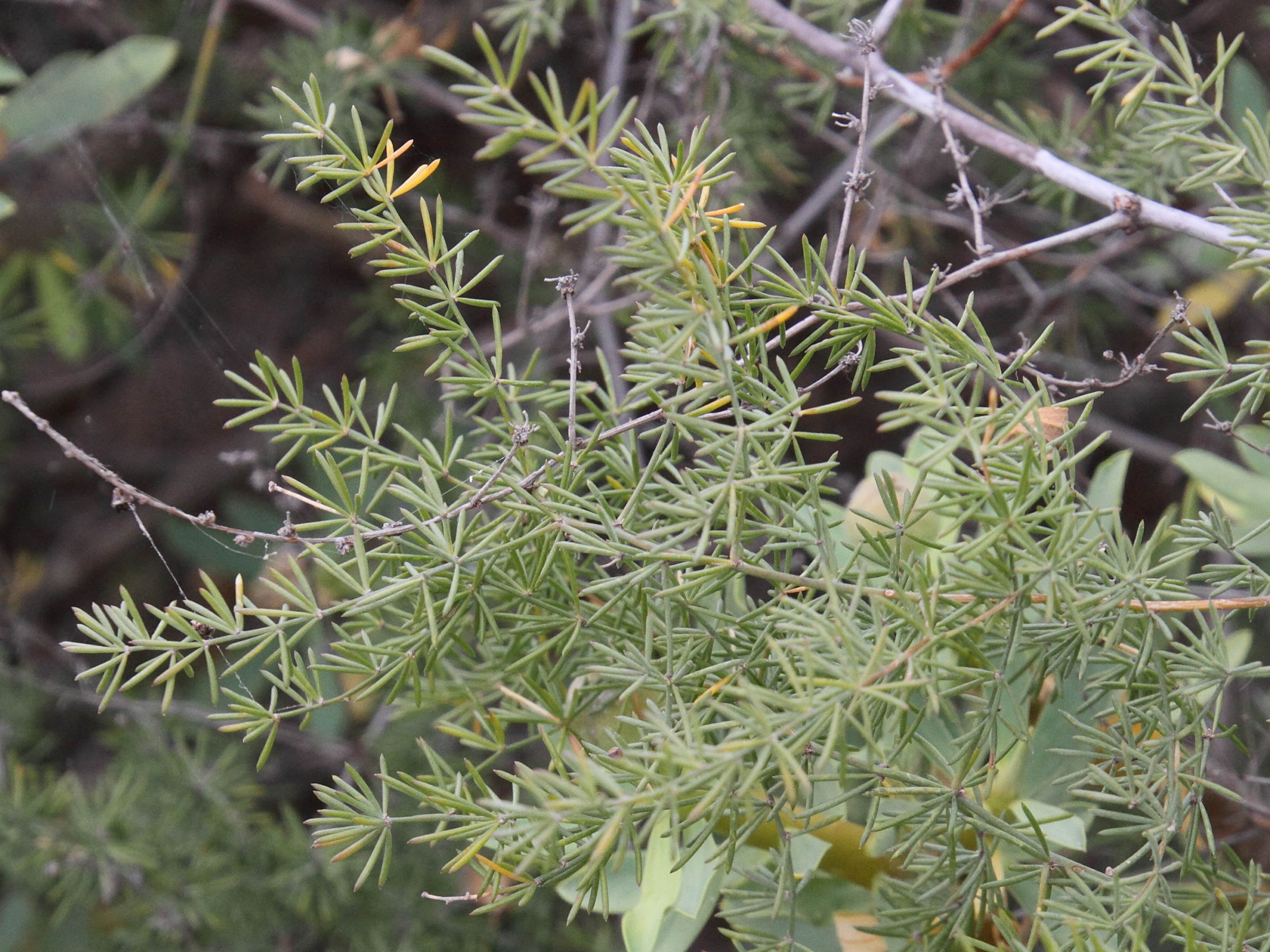 asparagus_nesiotes2md