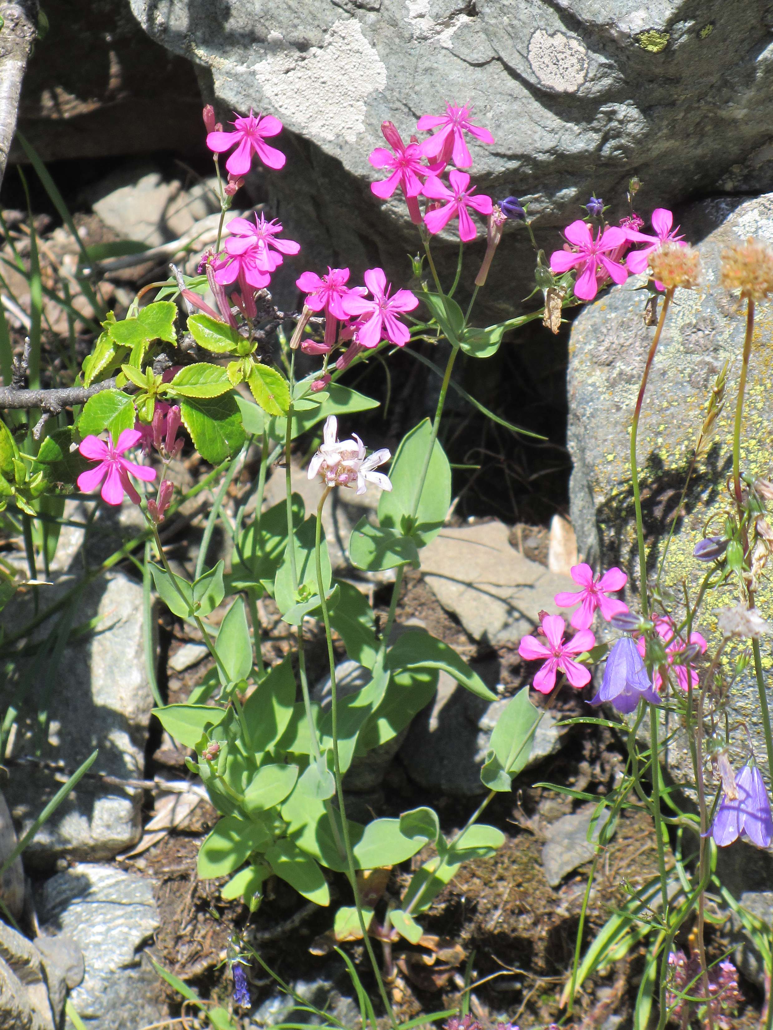 Afficher le média atocion_armeria2mv atocion_armeria2mv