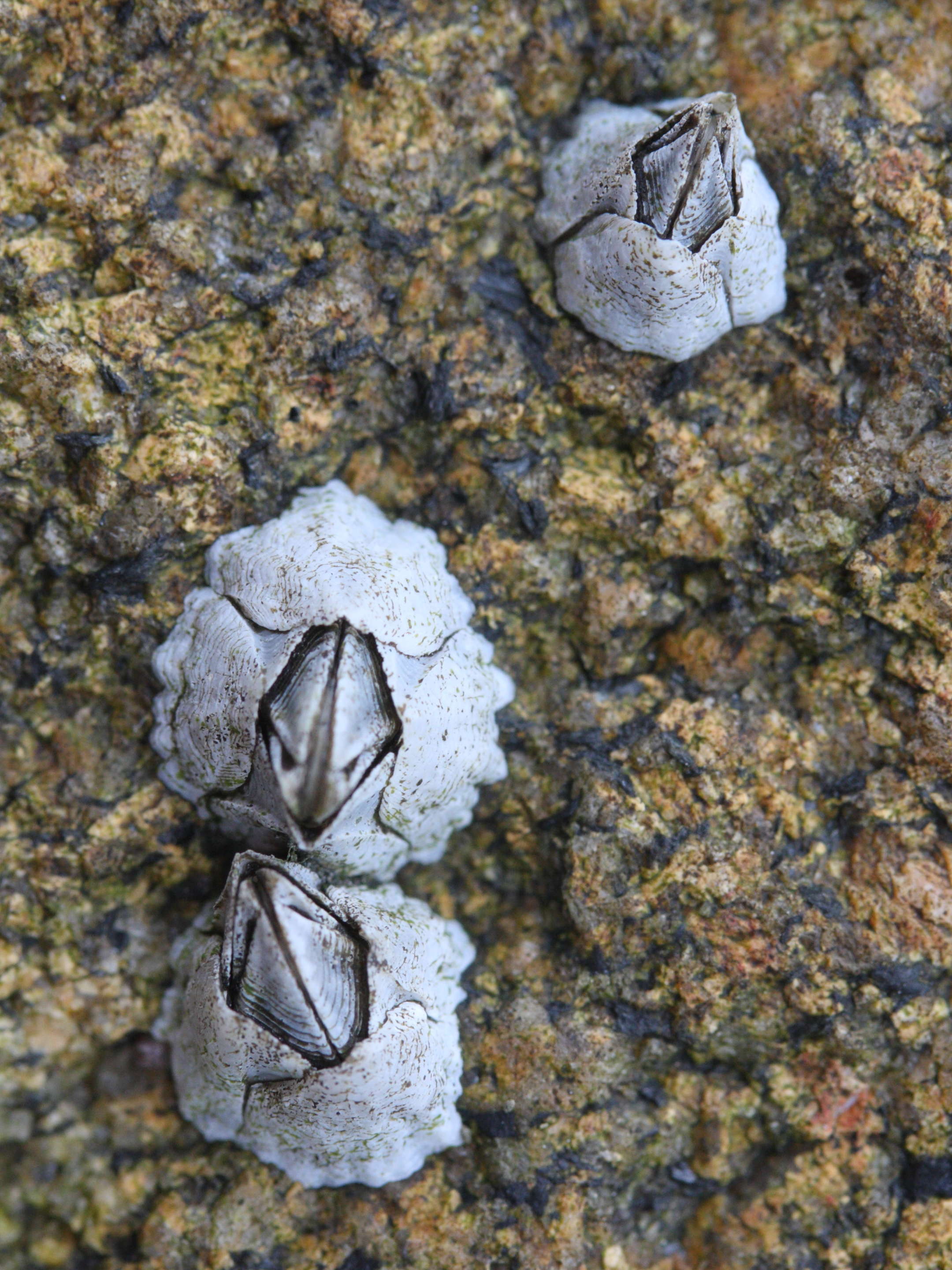 Austrominius_modestus