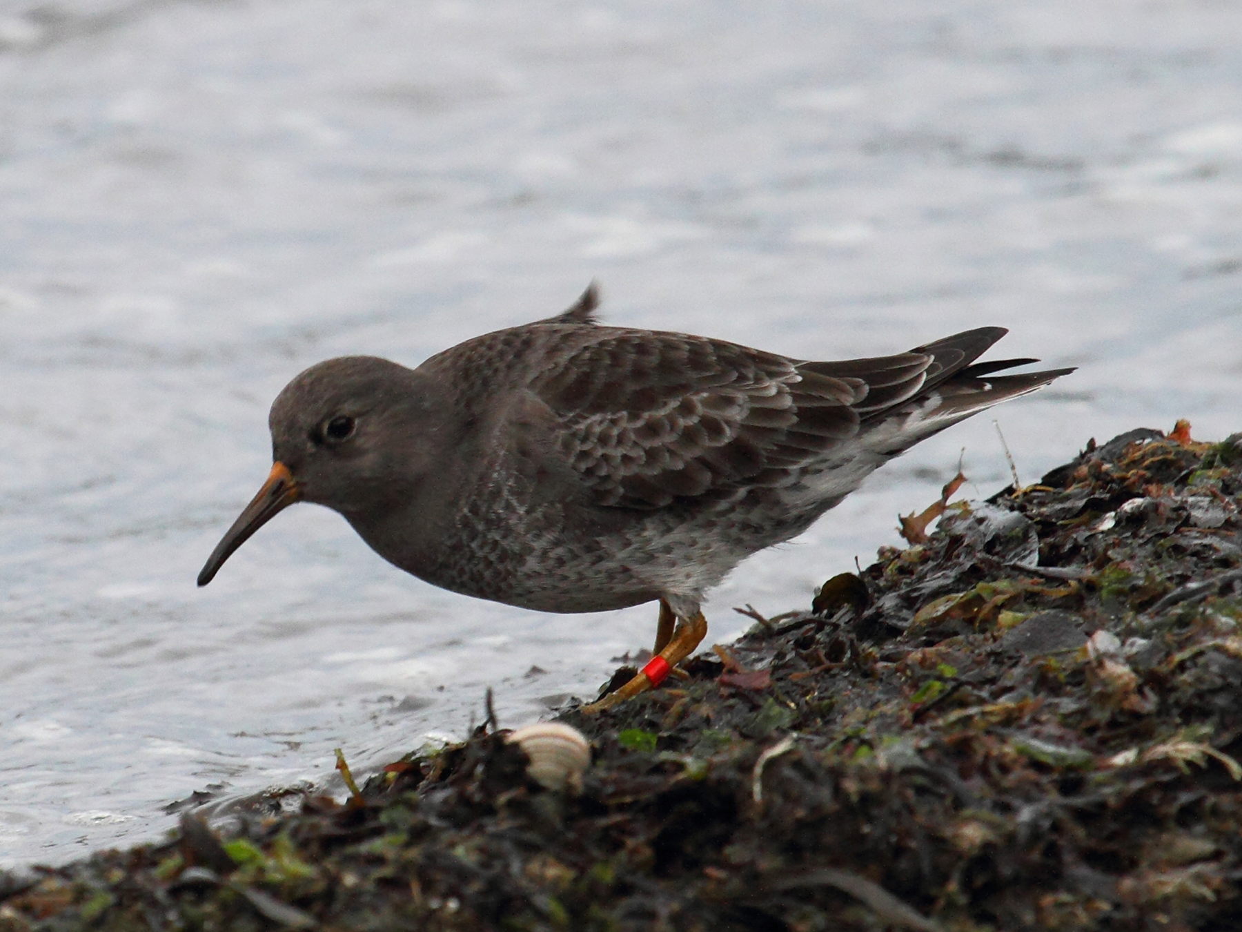 becasseau_violet_-_calidris_maritima5bd