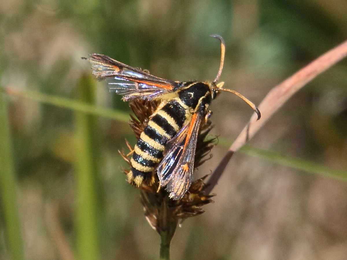 bembecia_scopigera2bd