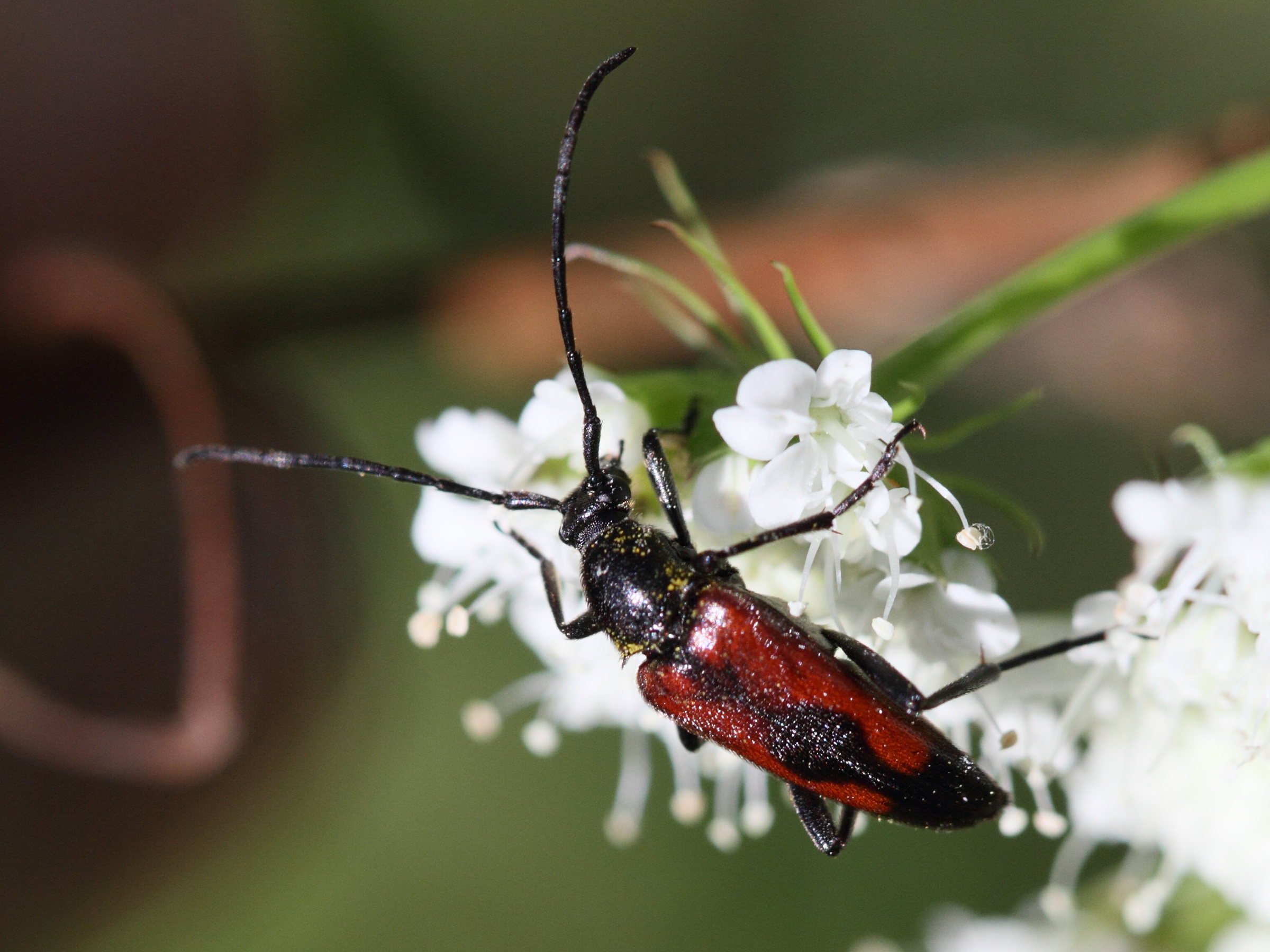 Afficher le média brachyleptura_cordigera brachyleptura_cordigera