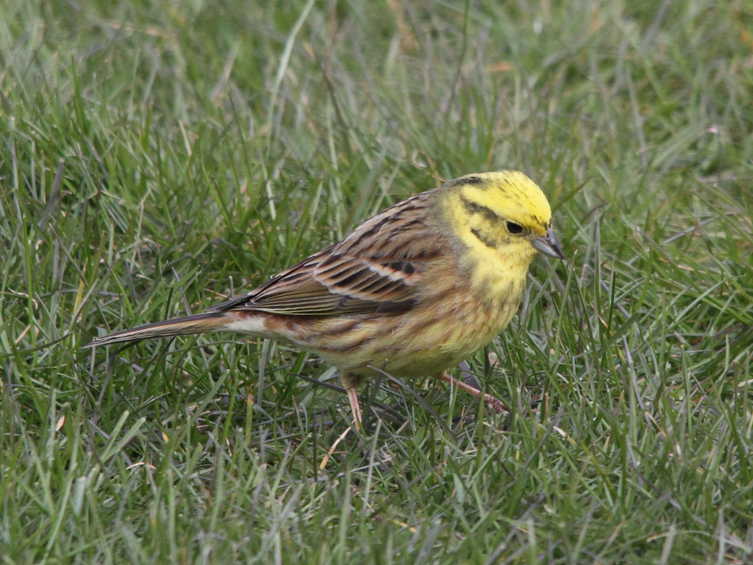bruant_jaune_-_emberiza_citrinella7md
