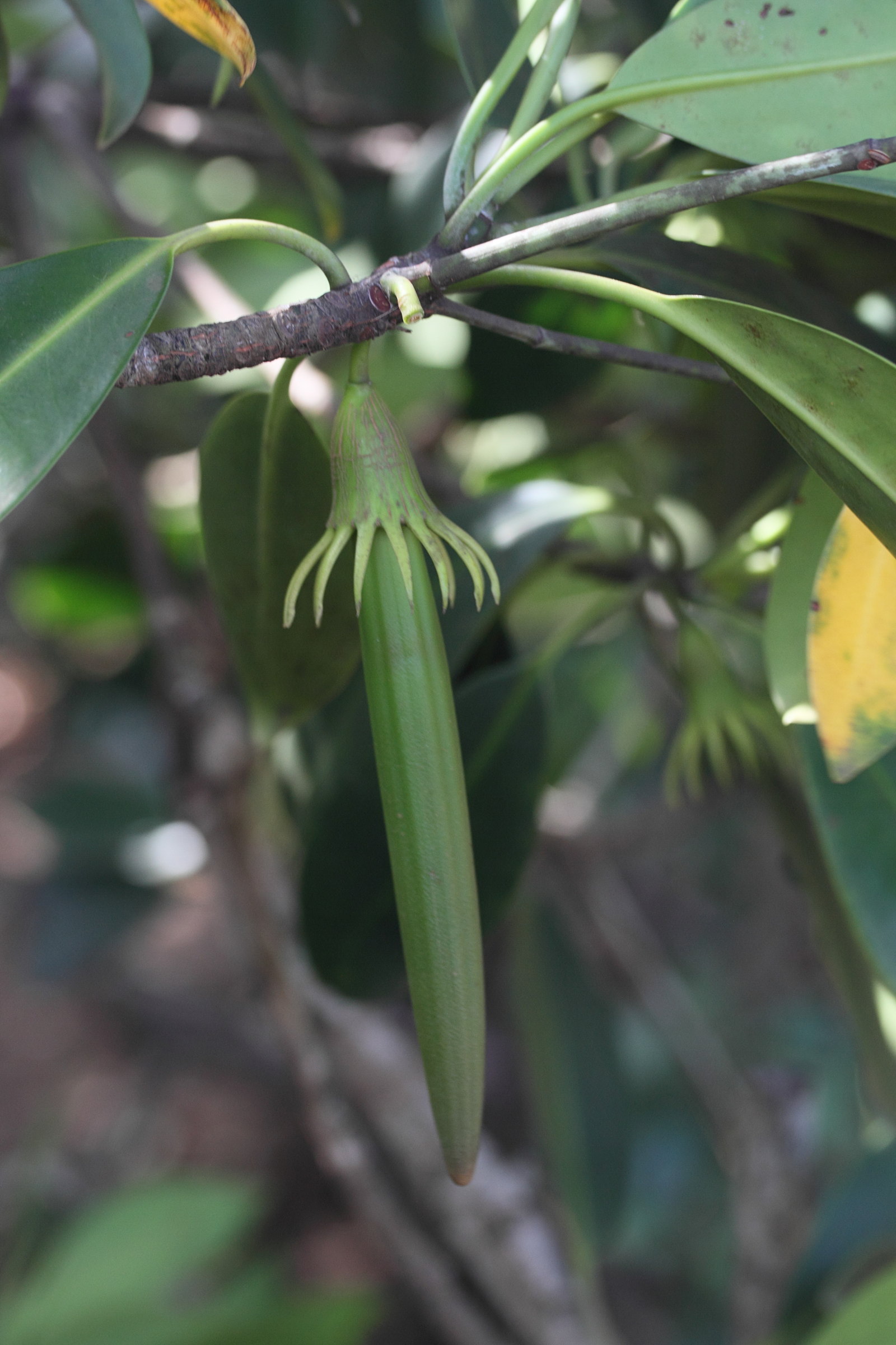 Afficher le média Bruguiera_gymnorhiza Bruguiera_gymnorhiza