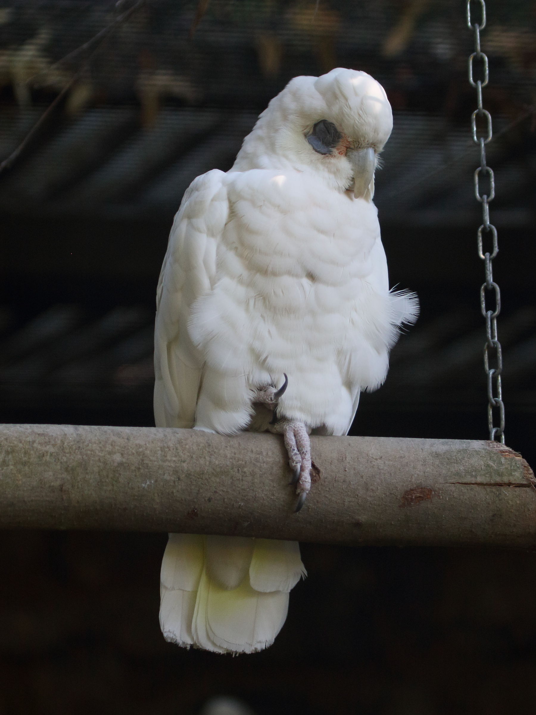 cacatoes_corella_-_cacatua_sanguinea1bd