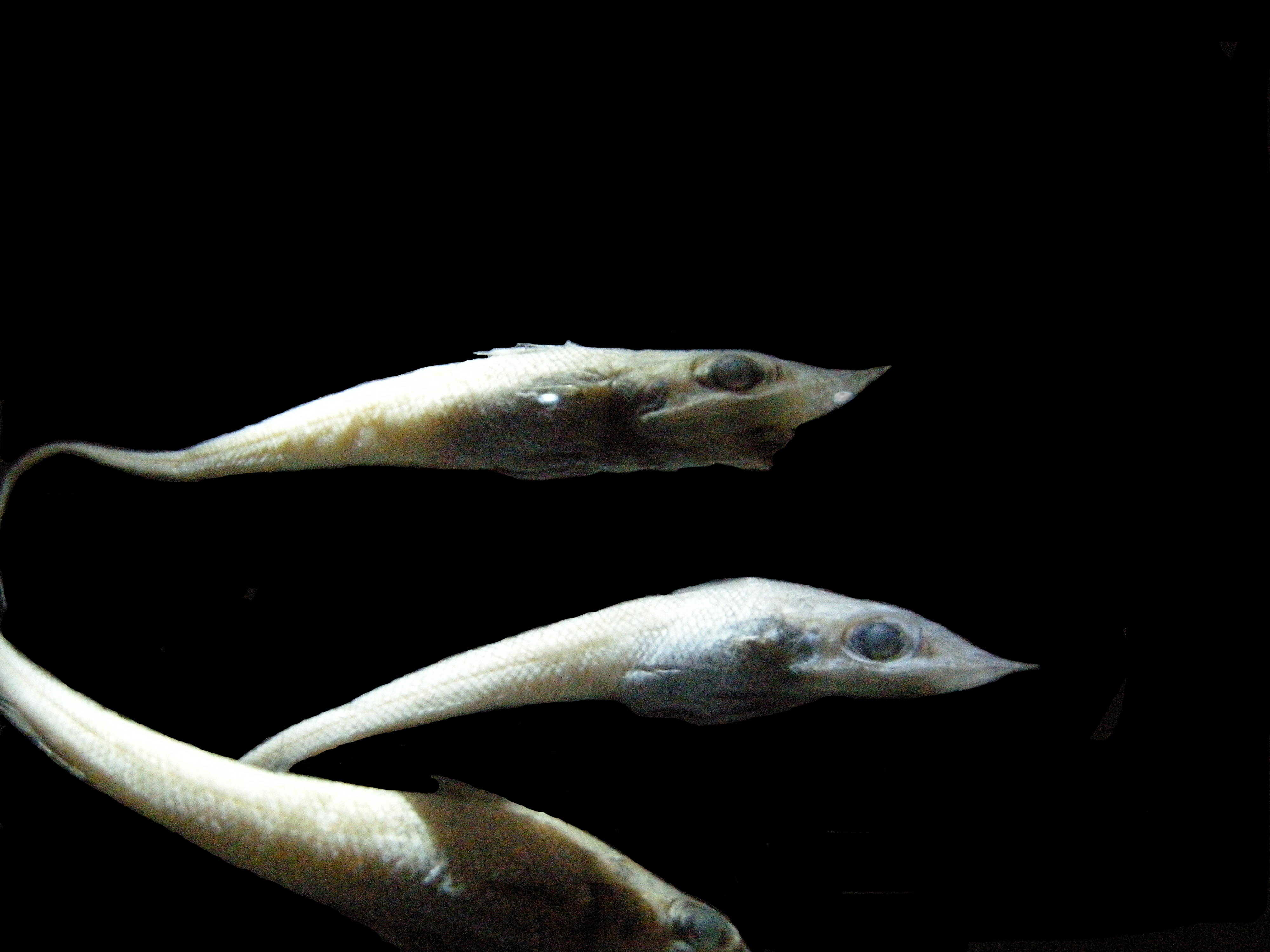 Afficher le média caelorinchus_sp1md caelorinchus_sp1md