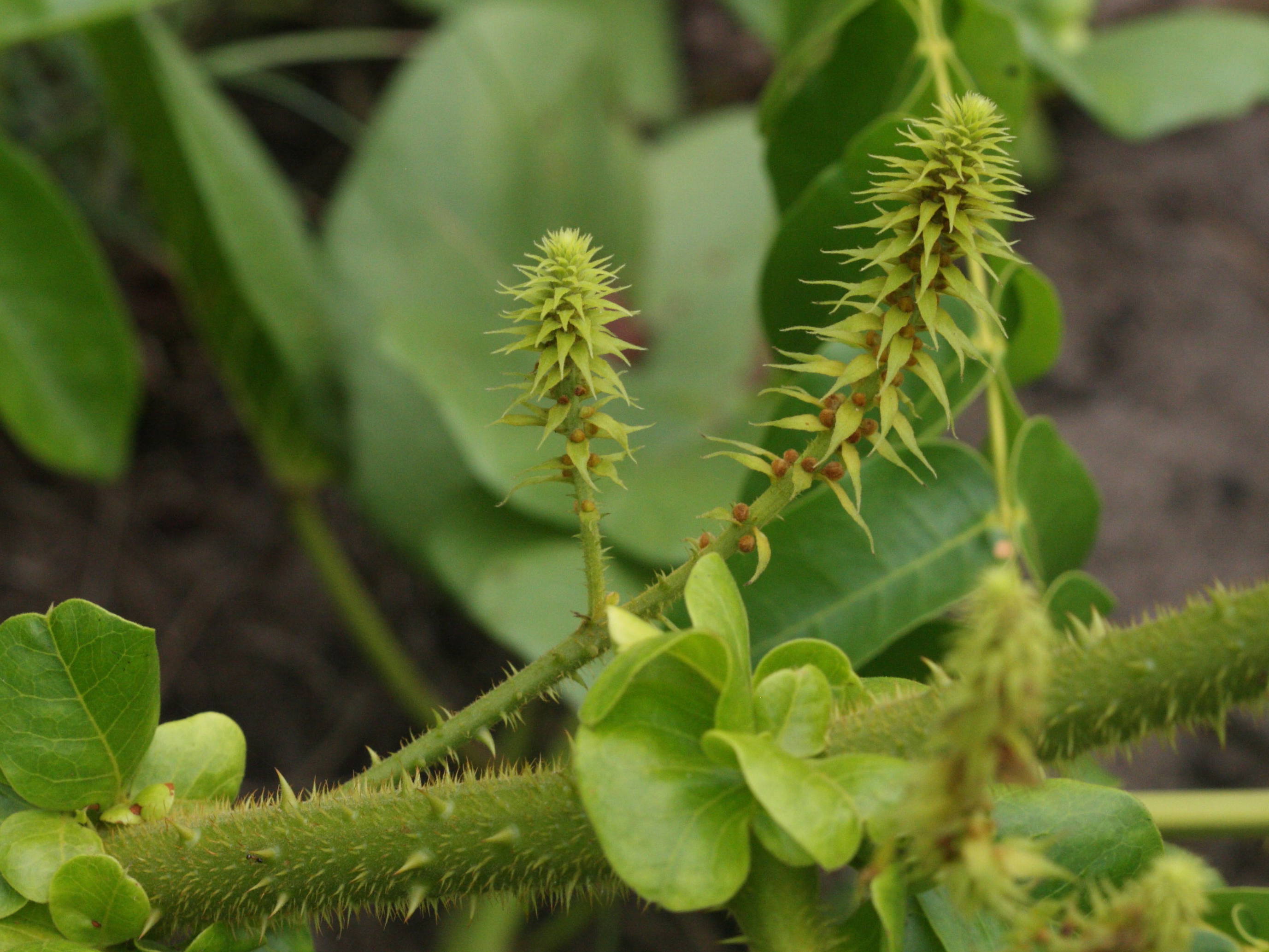 caesalpinia_bonduc3md