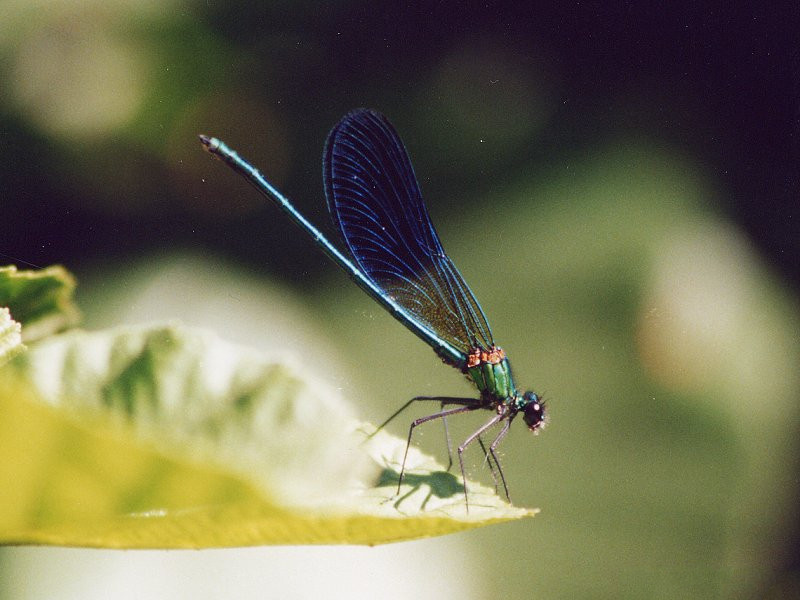 calopteryx_xanthostoma1md