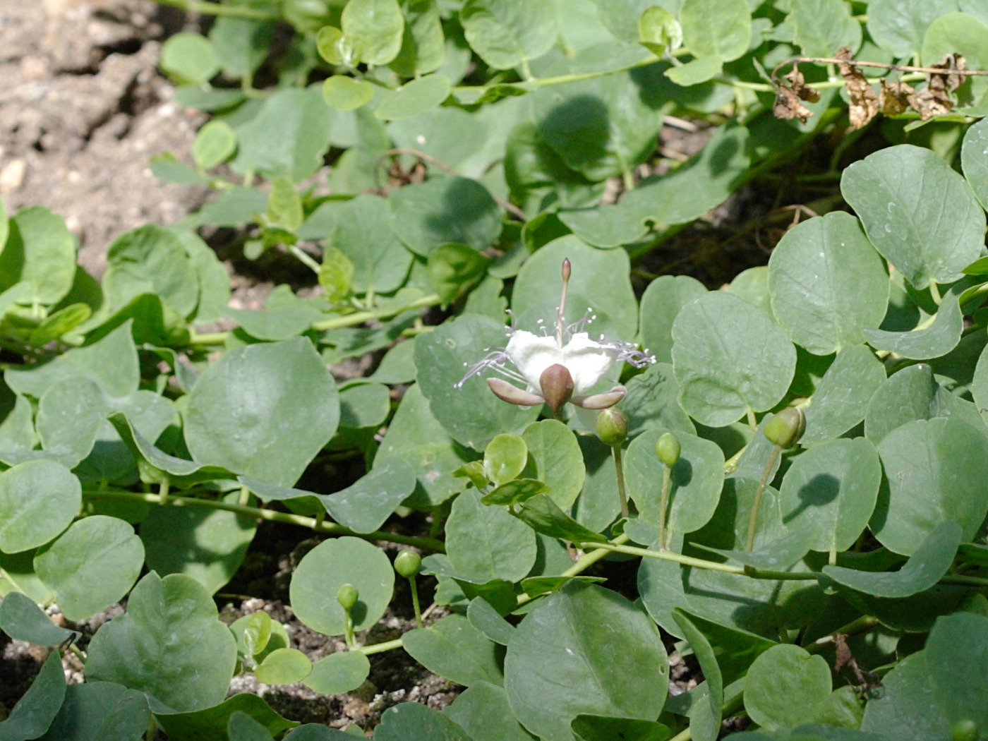 capparis_spinosa_inermis2bd
