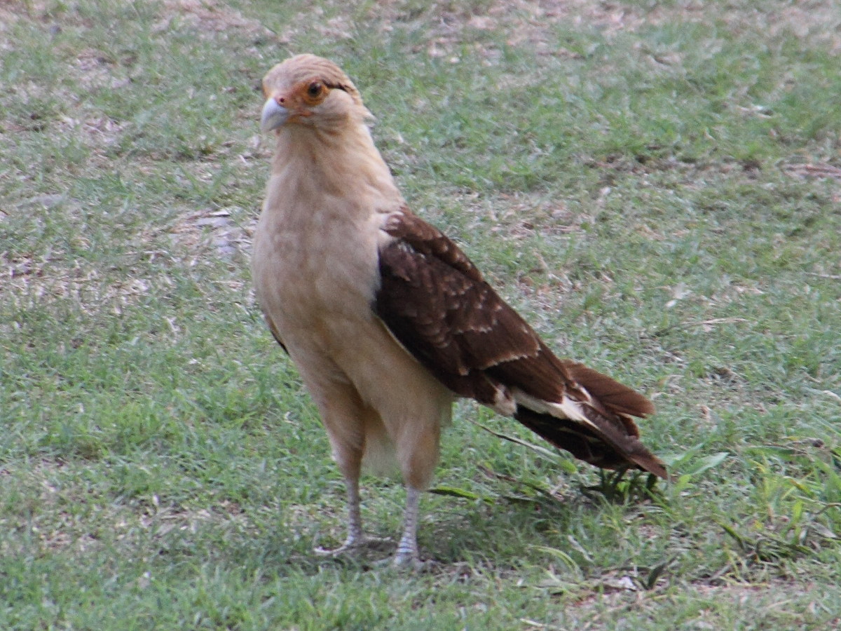 caracara_a_tete_jaune_-_milvago_chimachima2md