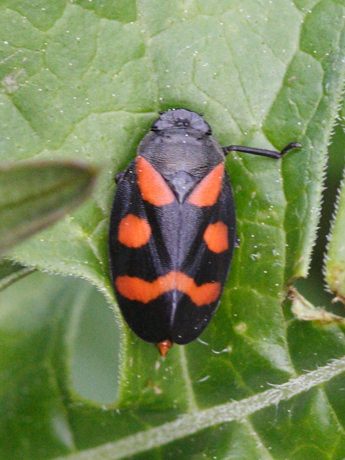 cercopis_sanguinolenta2md