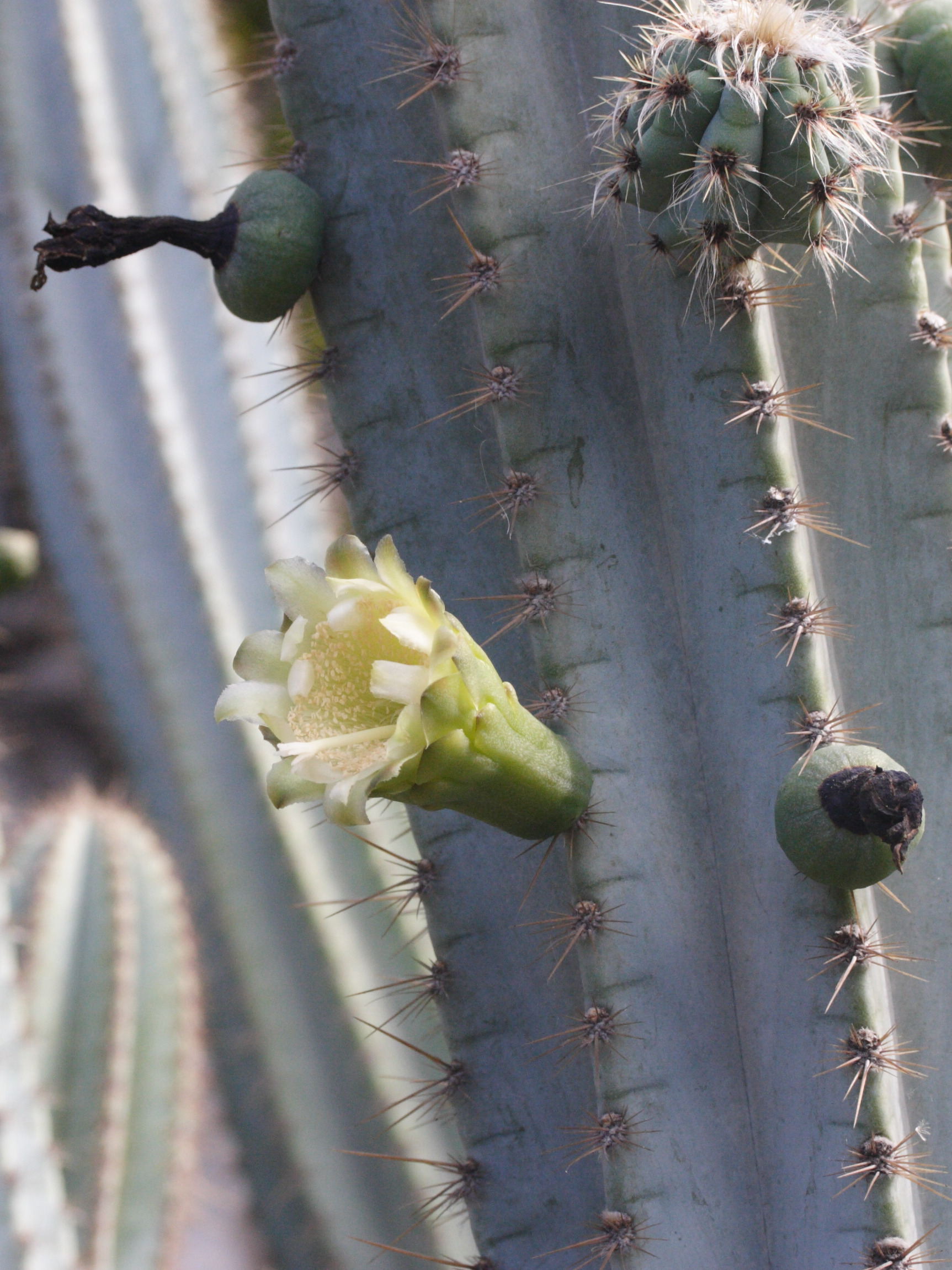 cereus_aethiops5md