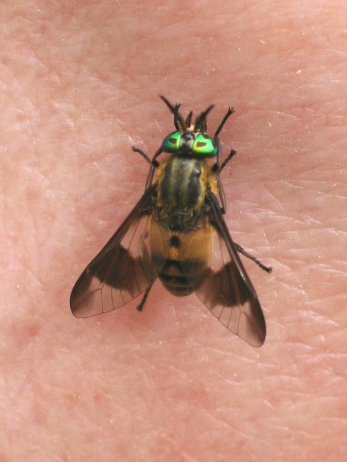 chrysops_caecutiens1md