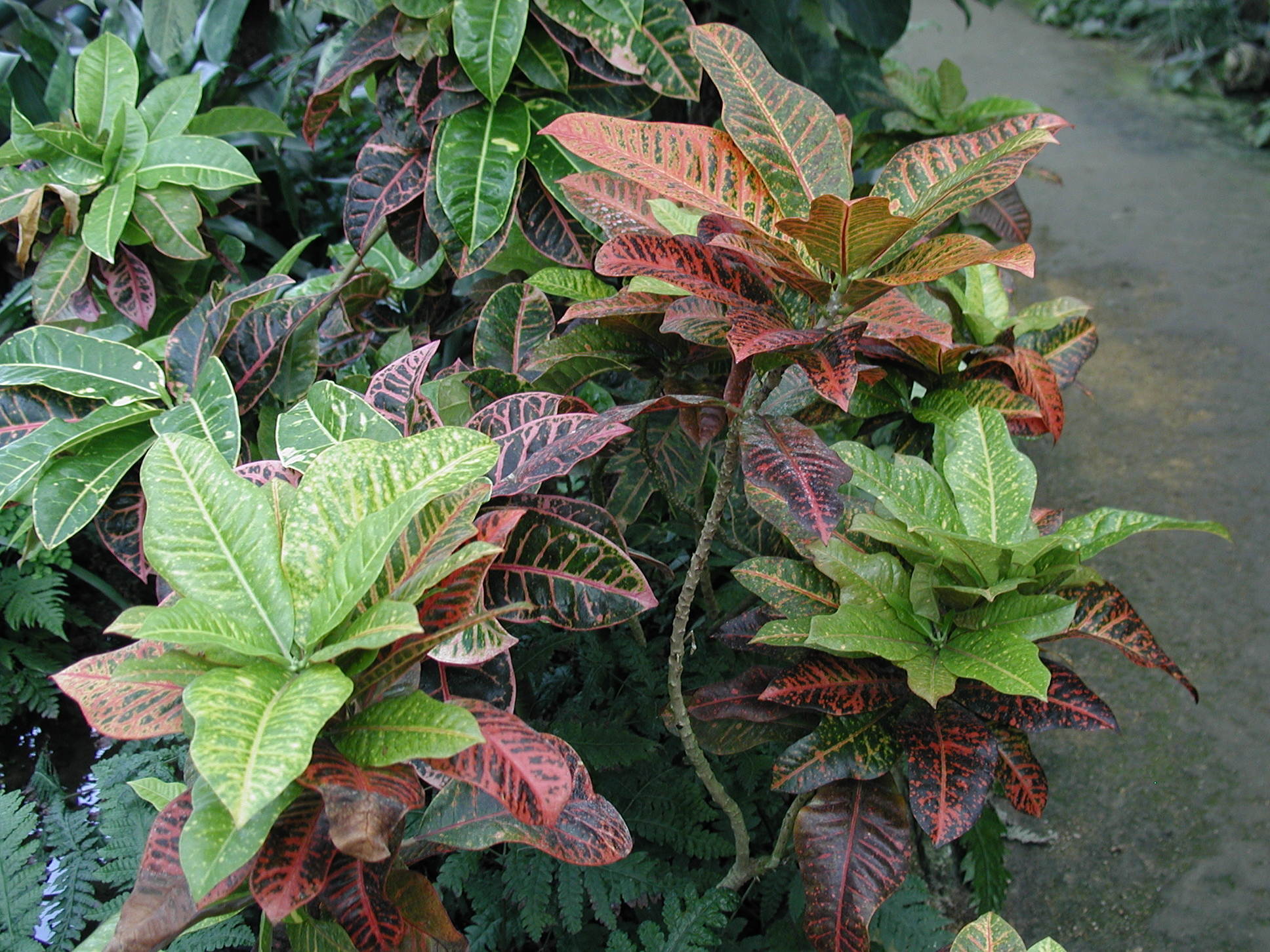 codiaeum_variegatum1md