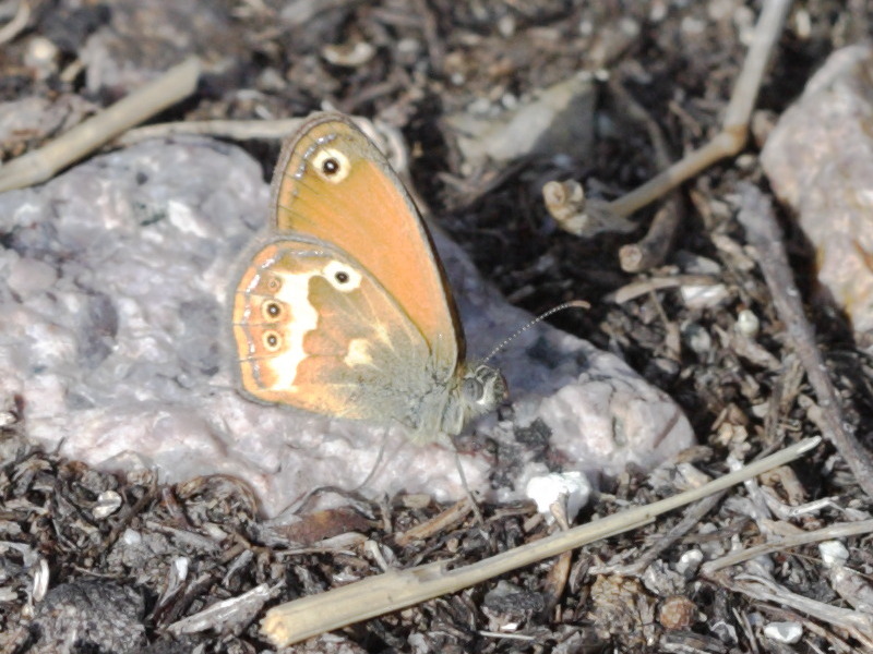coenonympha_corinna1bd