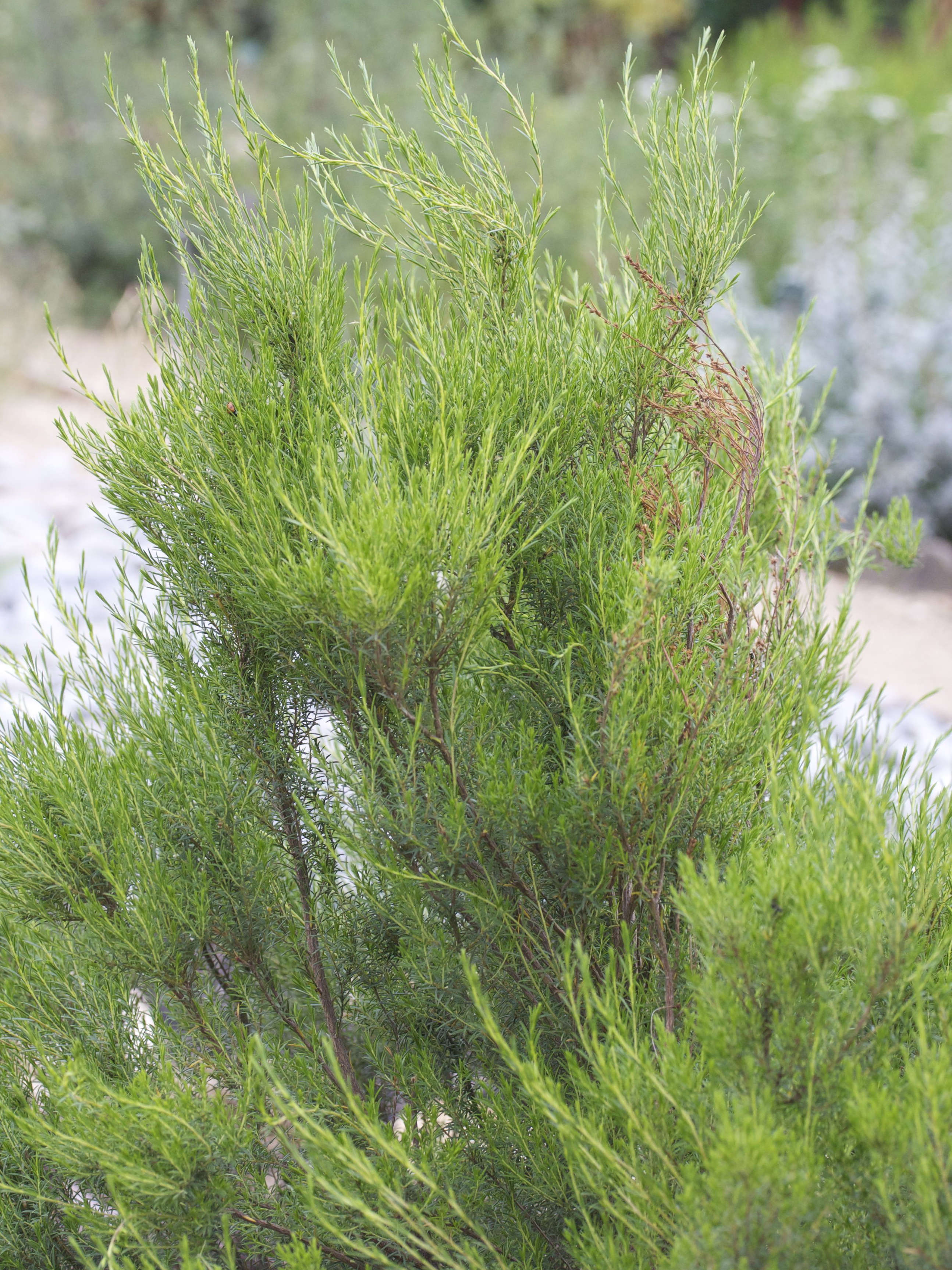 Afficher le média coleonema_pulchrum2md coleonema_pulchrum2md