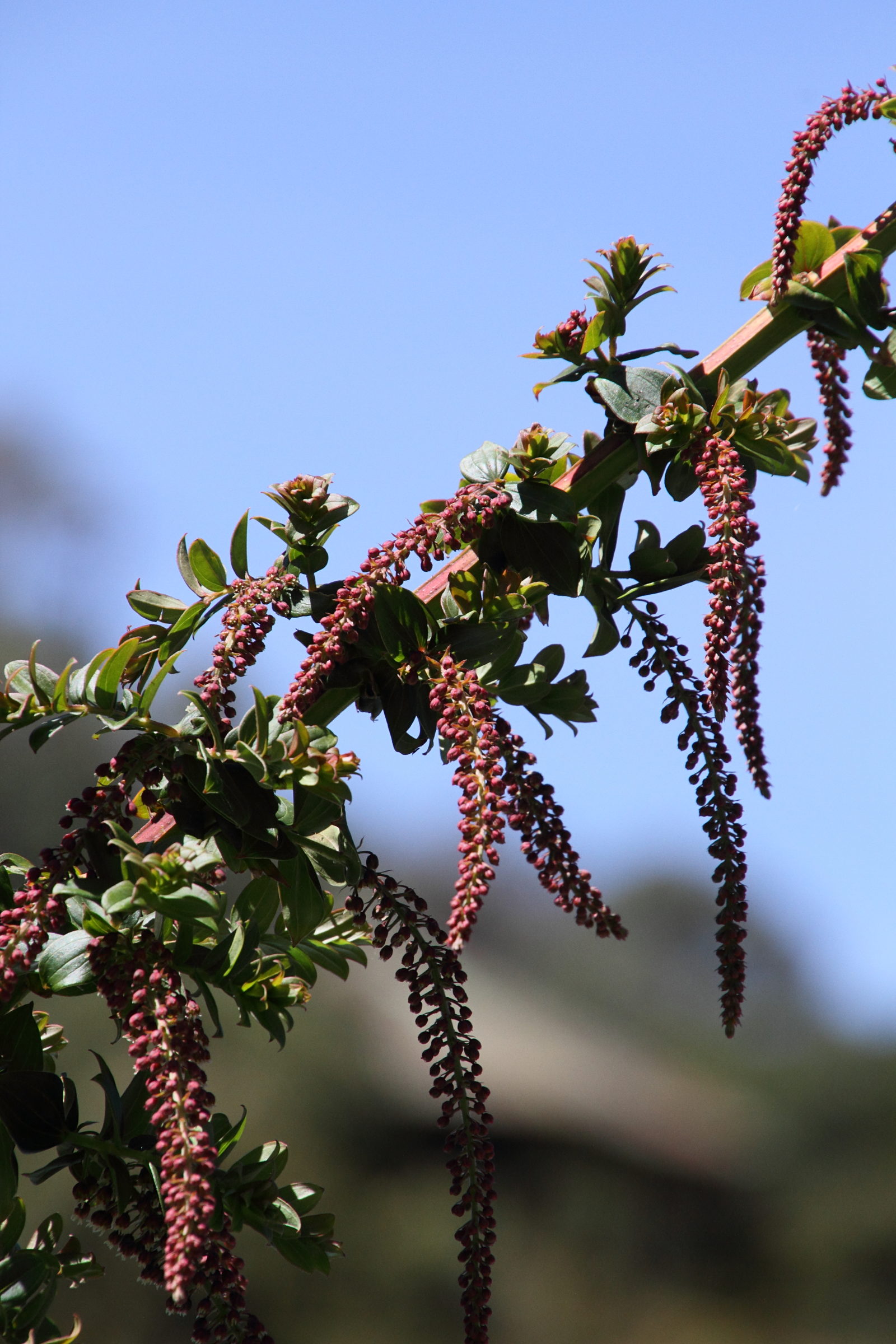 Afficher le média coriaria_ruscifolia2md coriaria_ruscifolia2md