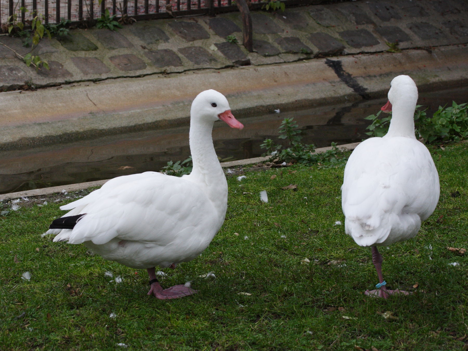 coscoroba_blanc_-_coscoroba_coscoroba3md