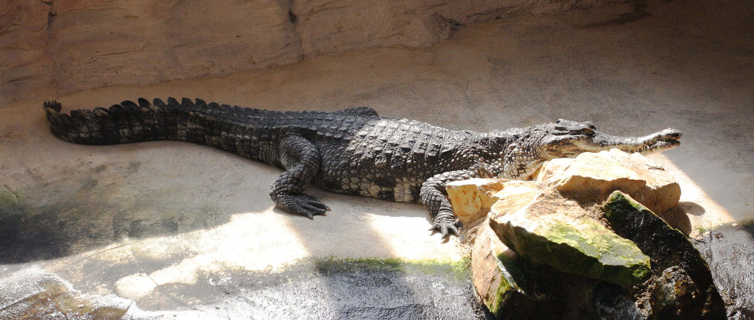 crocodylus_cataphractus3md