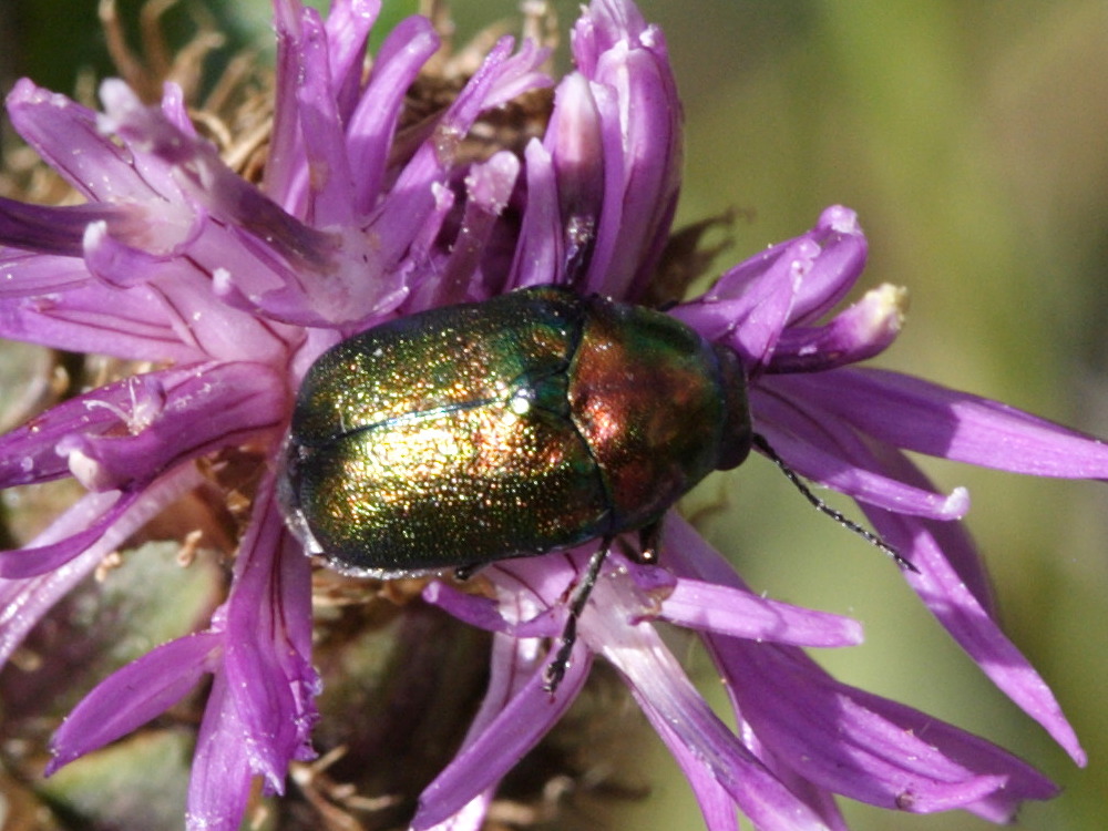 Afficher le média cryptocephalus_aureolus1sd cryptocephalus_aureolus1sd
