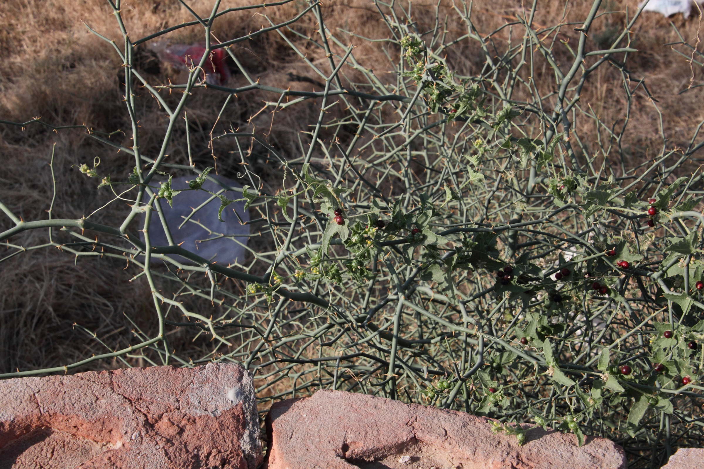 cucumis_maderaspatanus1md