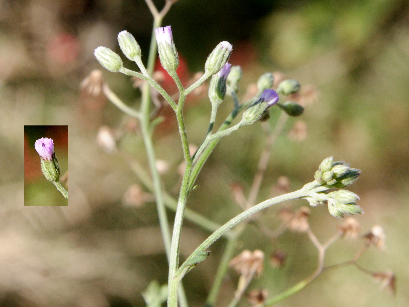 Afficher le média cyanthillium_cinereum2md cyanthillium_cinereum2md