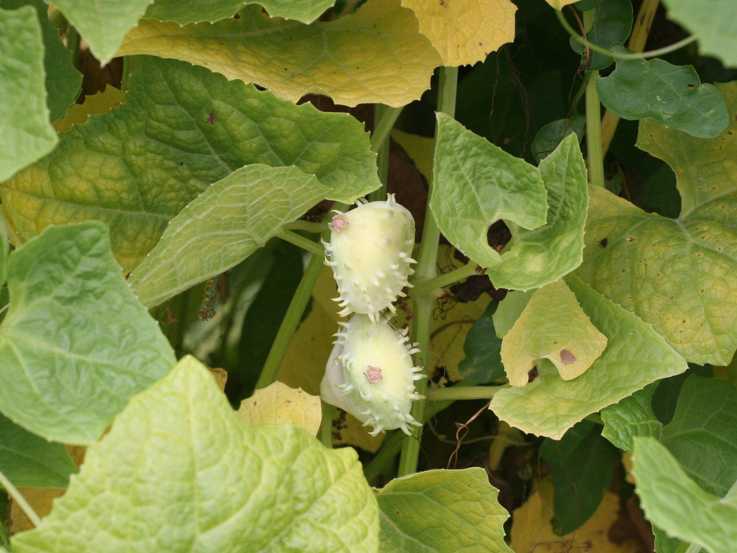 cyclanthera_explodens3md