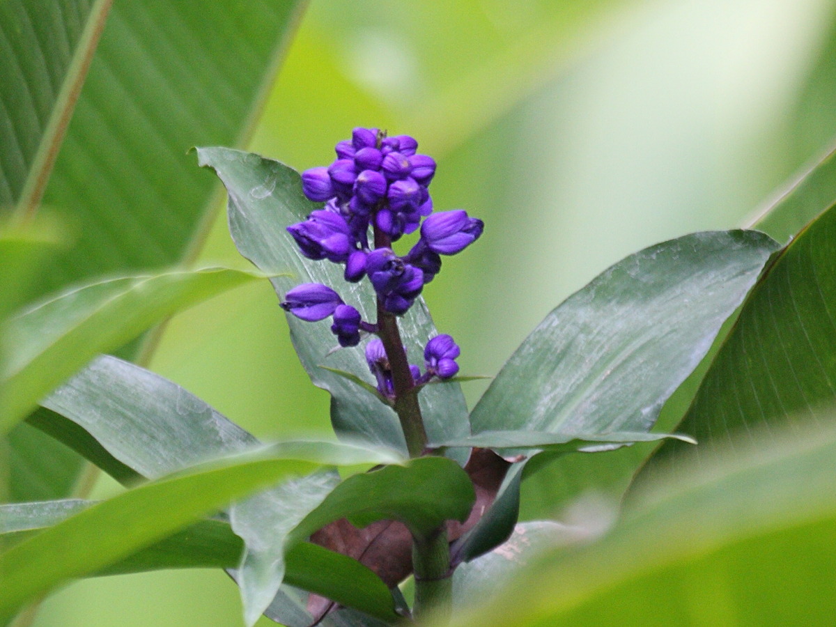 dichorisandra_thyrsiflora1bd