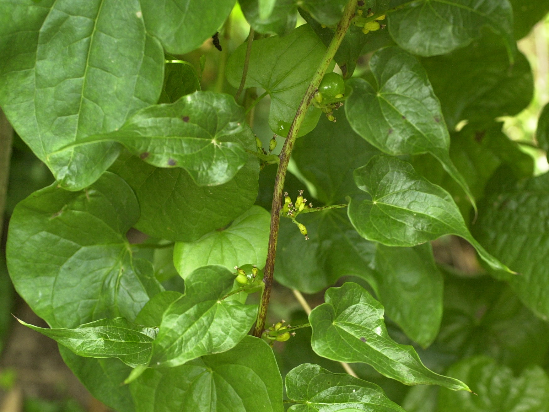 Afficher le média Dioscorea_communis Dioscorea_communis