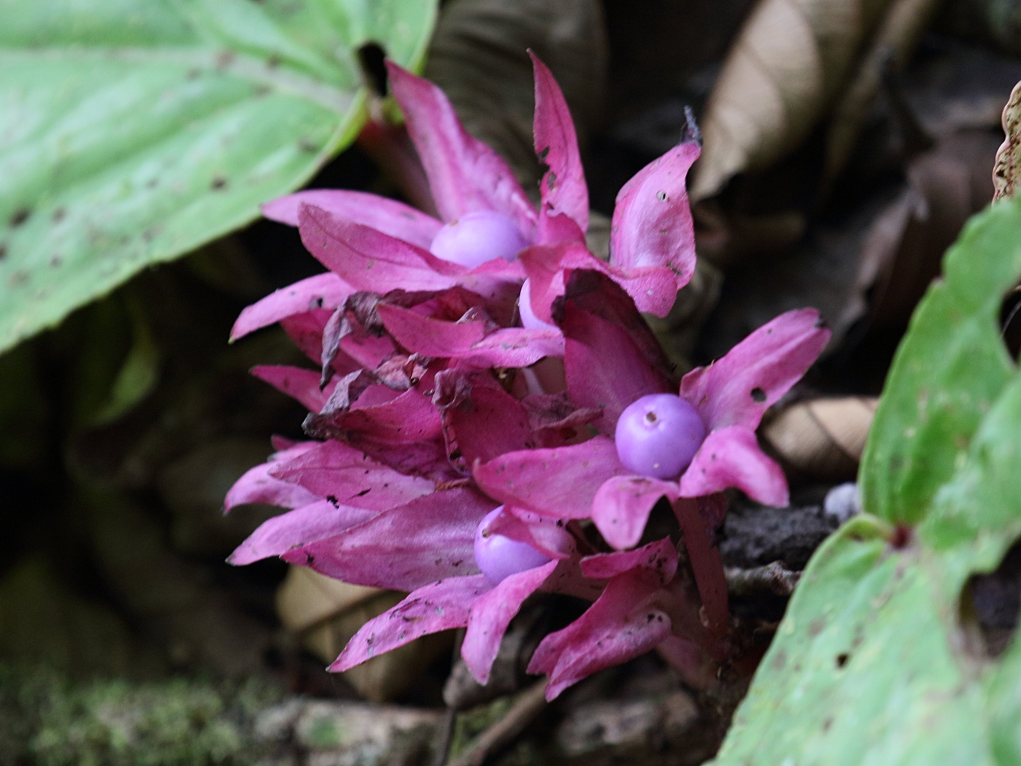 drymonia_turrialvae2bd