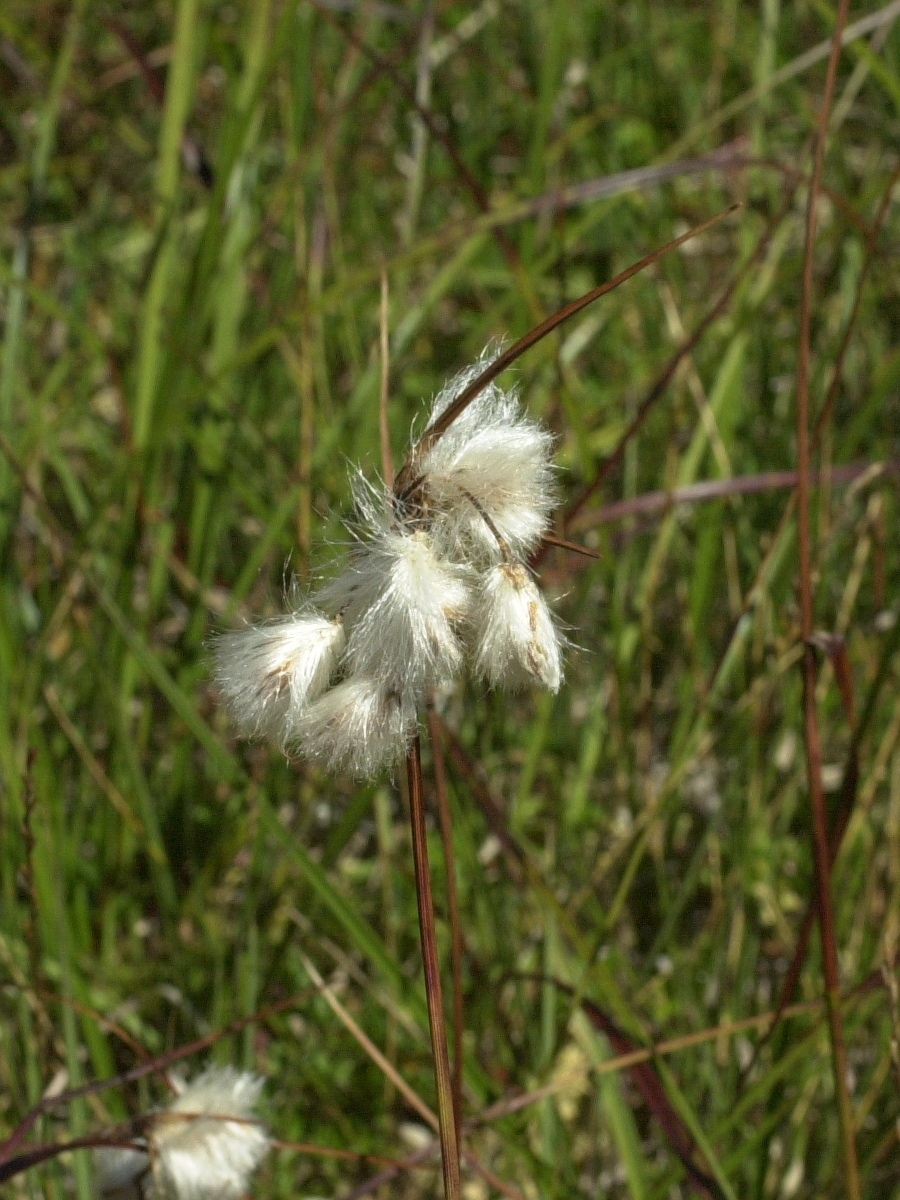 eriophorum_angustifolium2md