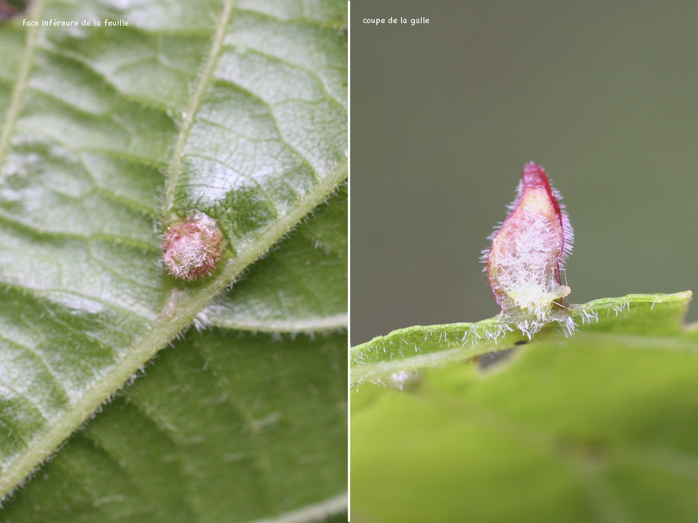 Afficher le média eriophyes_tiliae_galle2md eriophyes_tiliae_galle2md