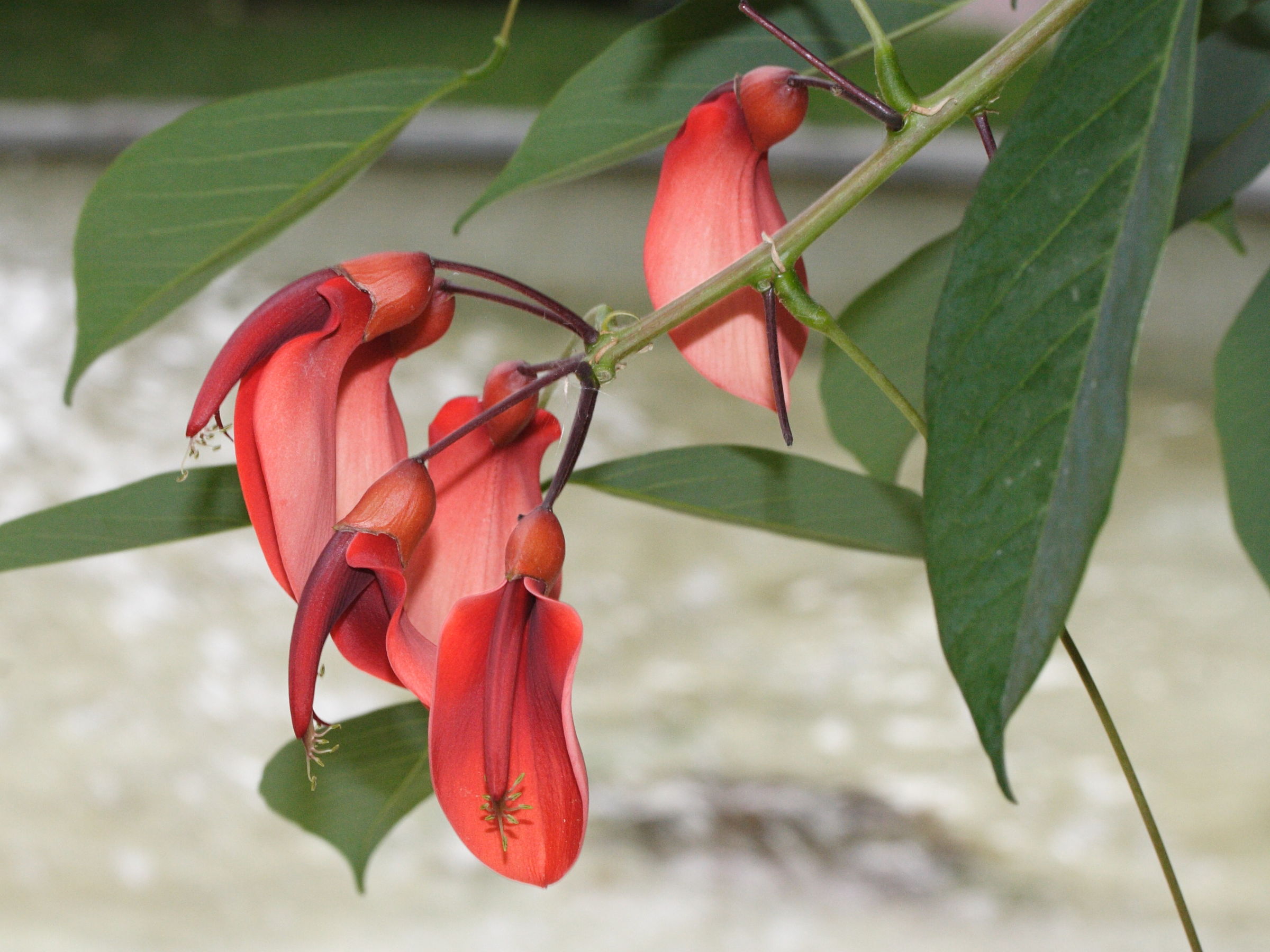 erythrina_crista-galli5md