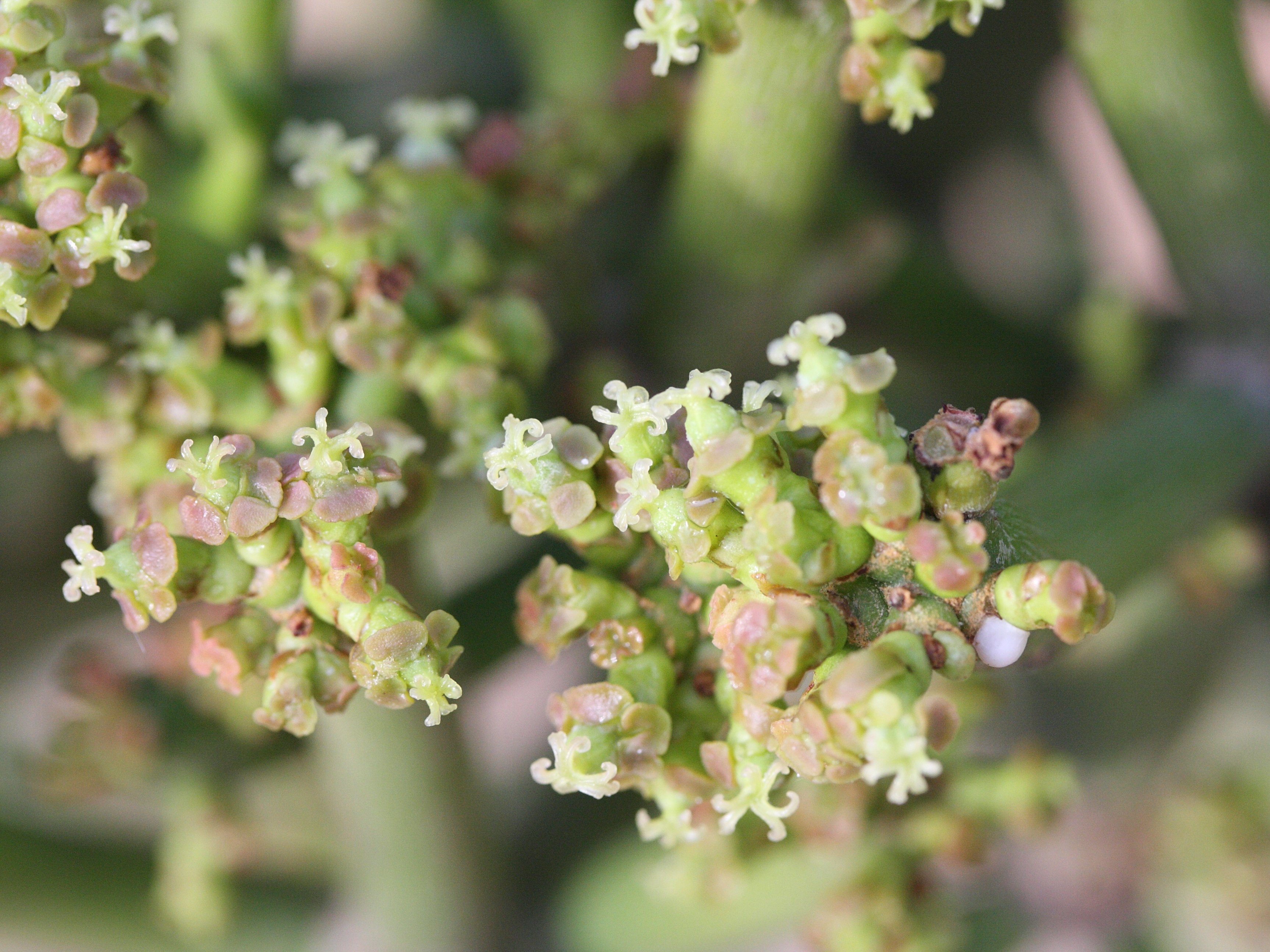 euphorbia_tirucalli8md