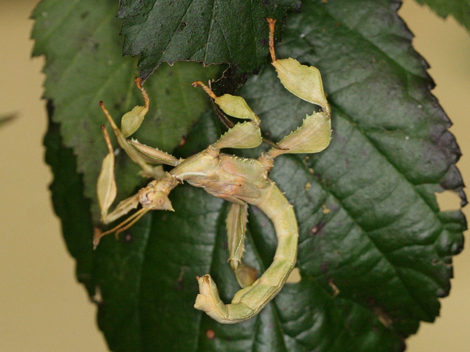 extatosoma_tiaratum3md