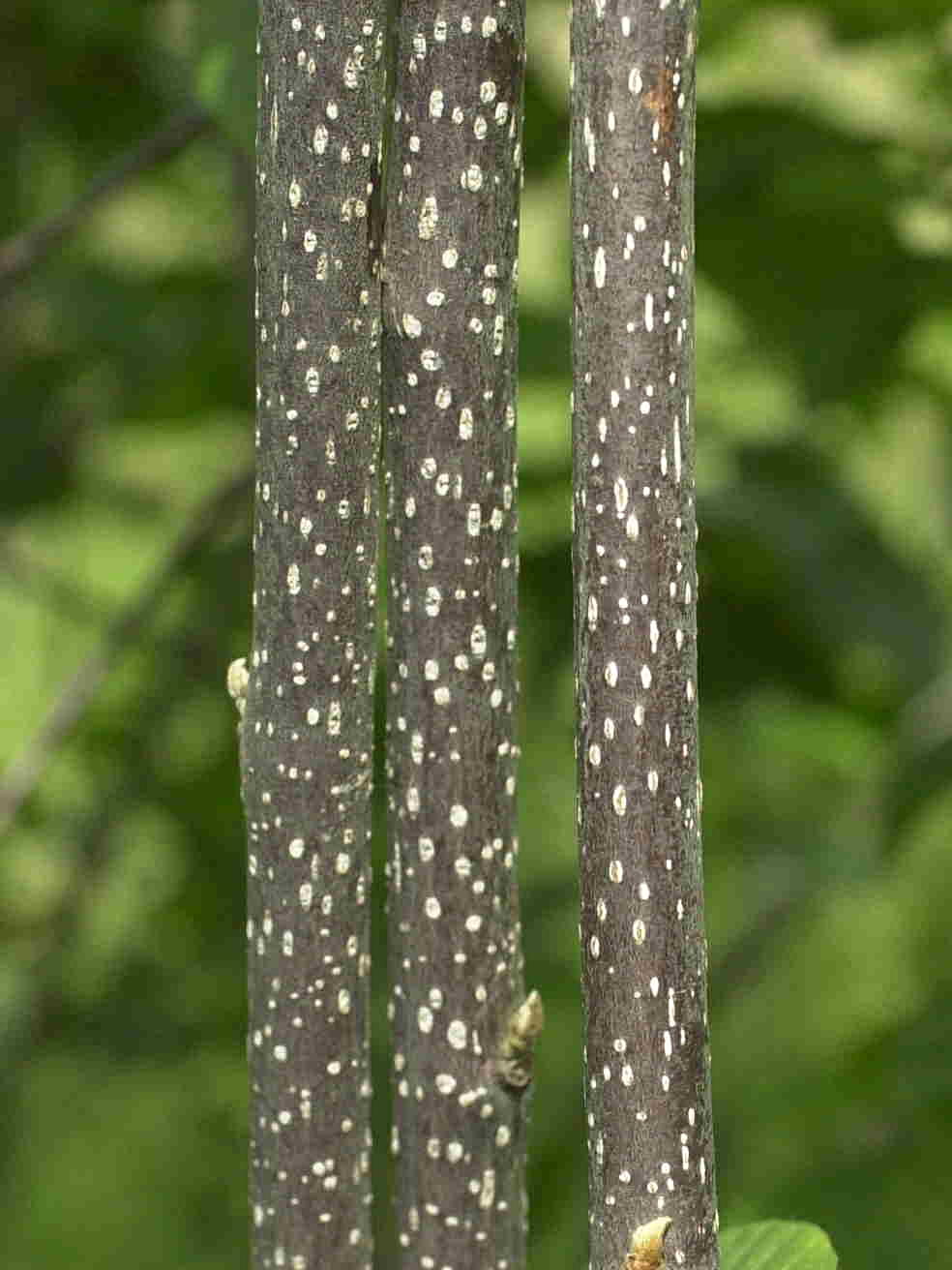 Frangula_dodonei ssp. dodonei
