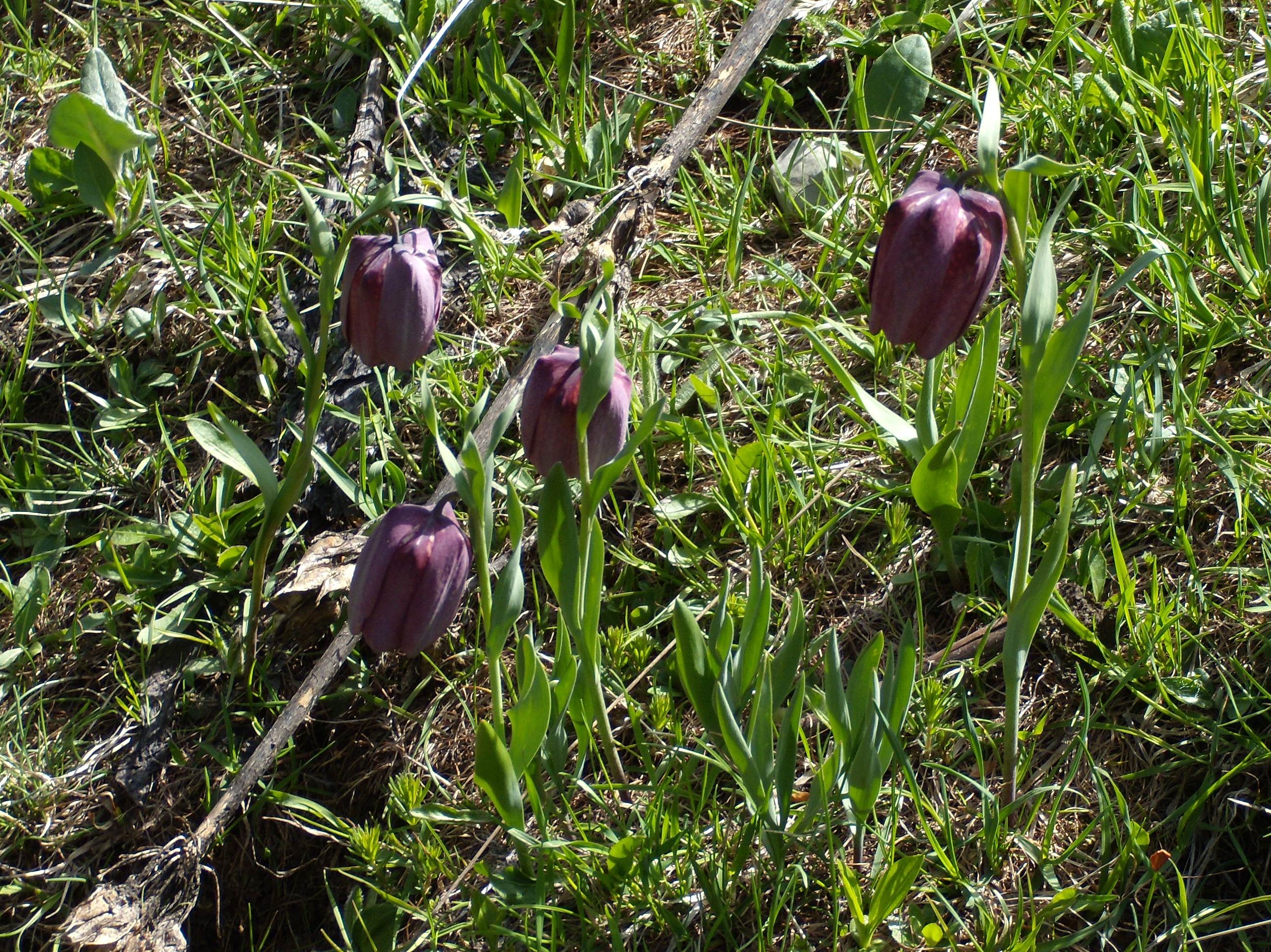 fritillaria_tubiformis6gv
