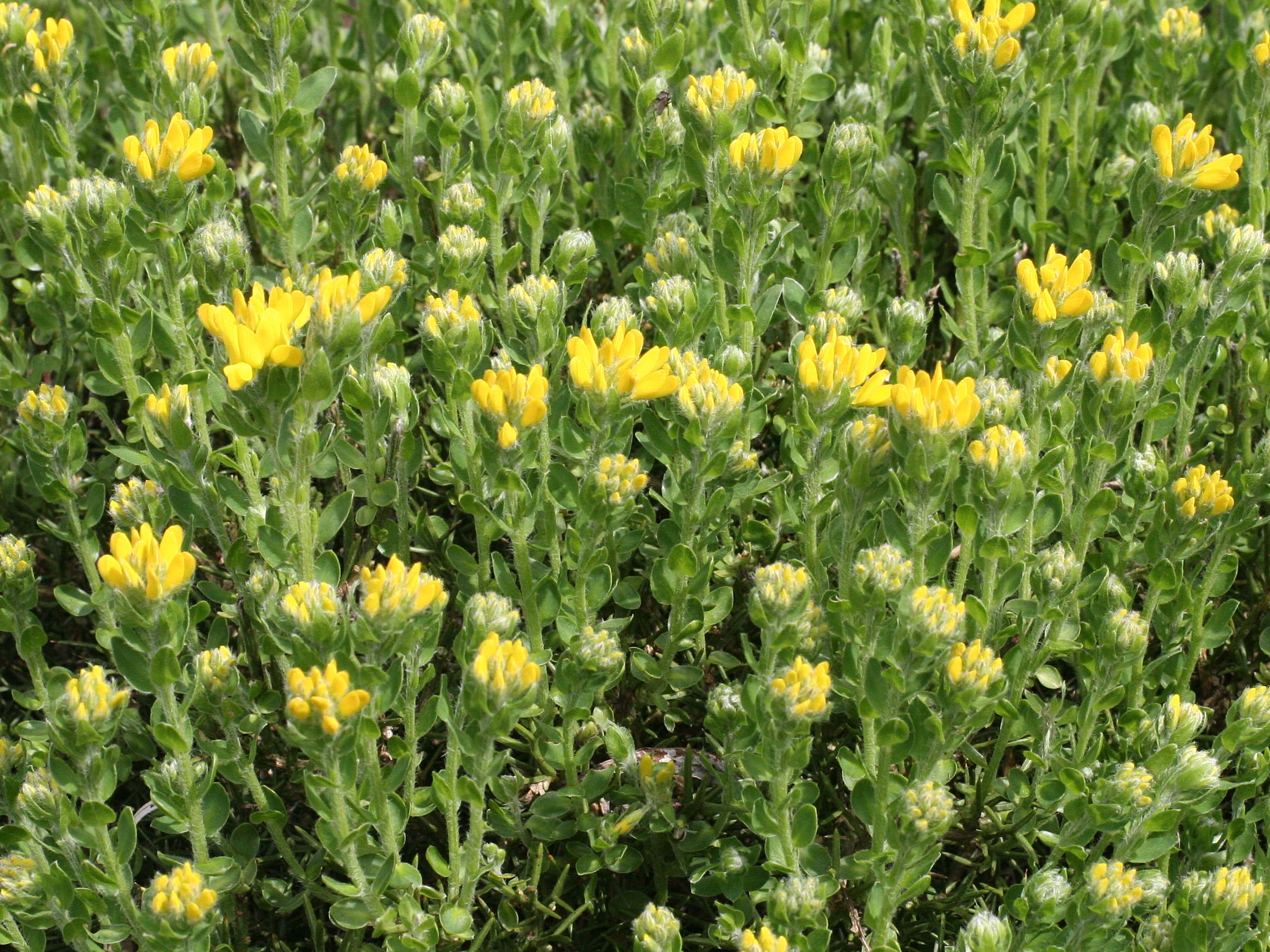 genista_hispanica2md