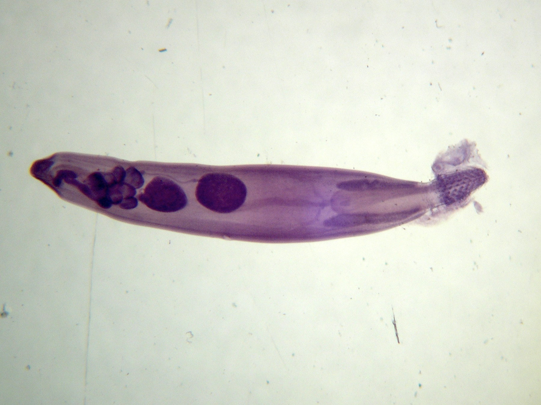 genre indéterminé_sp