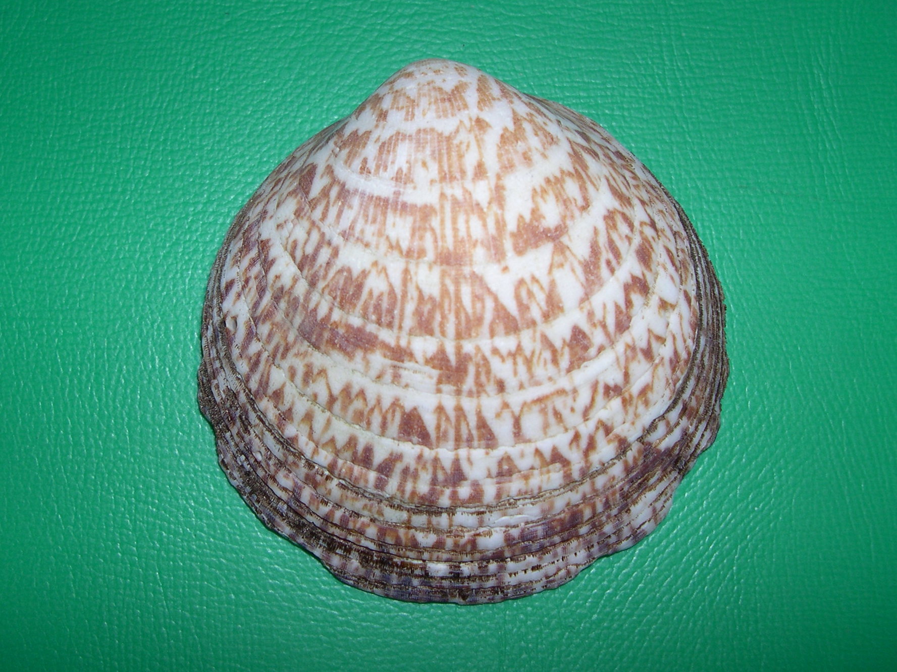 glycymeris_glycymeris2md