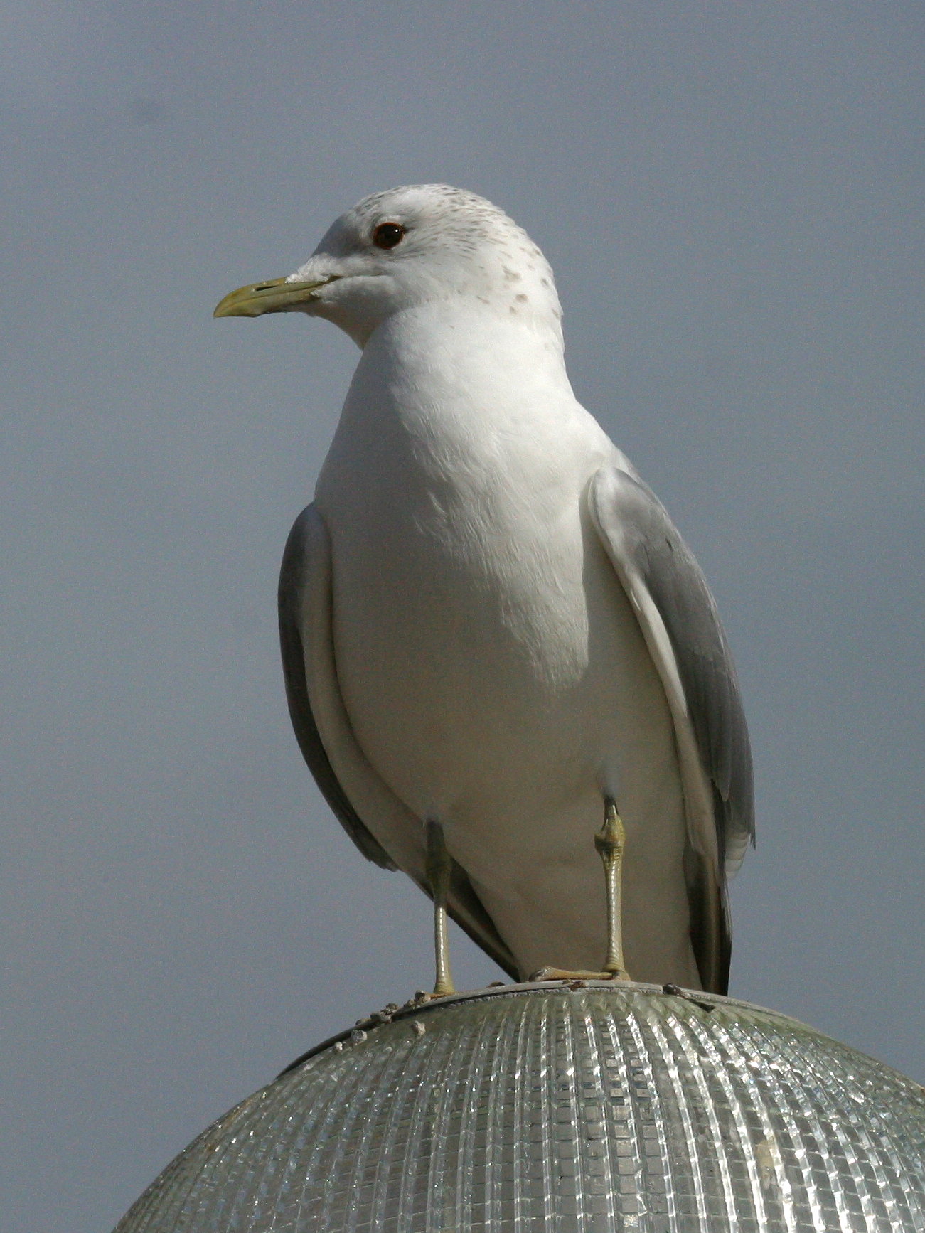 goeland_cendre_-_larus_canus3bd