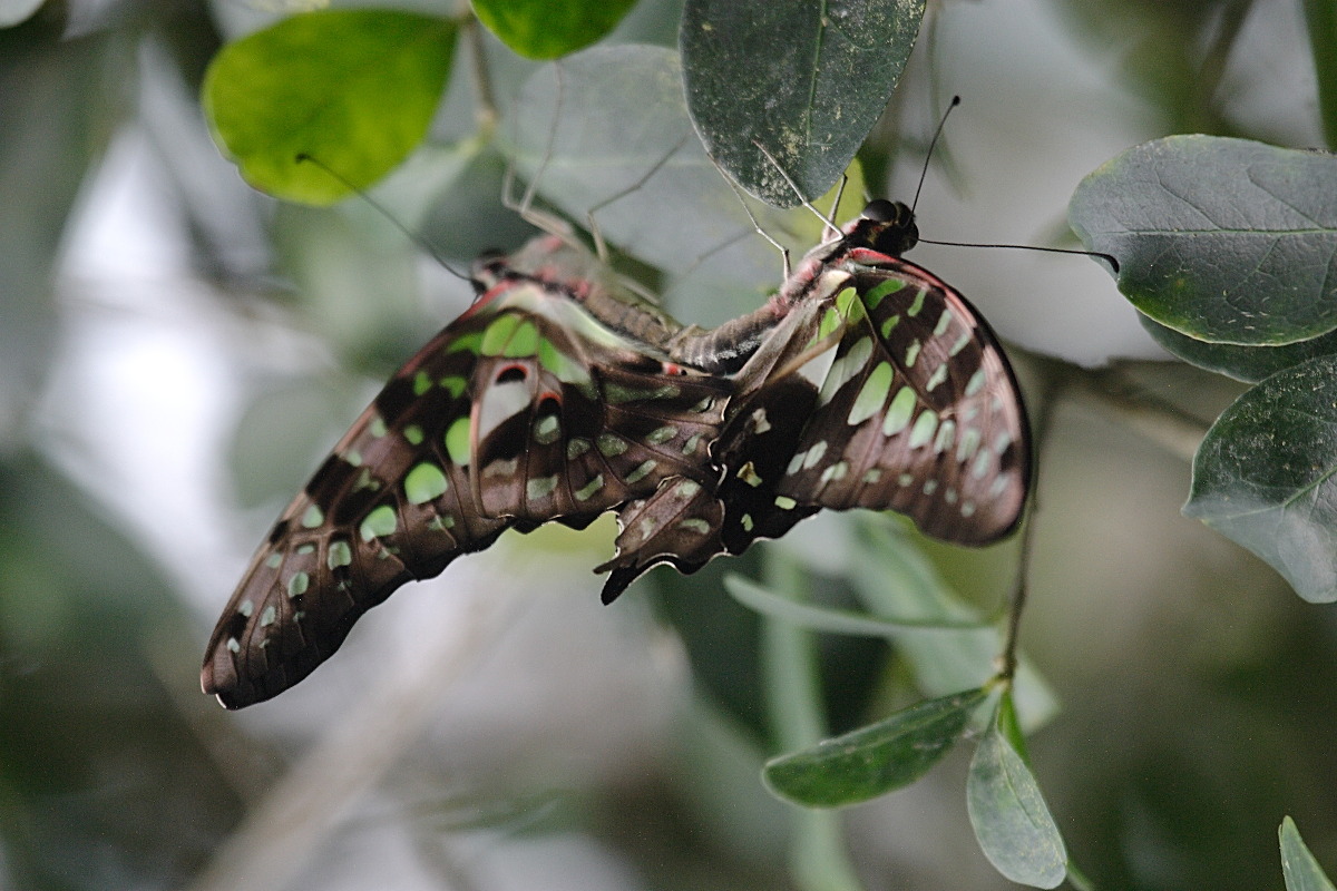 graphium_agamemnon3bd