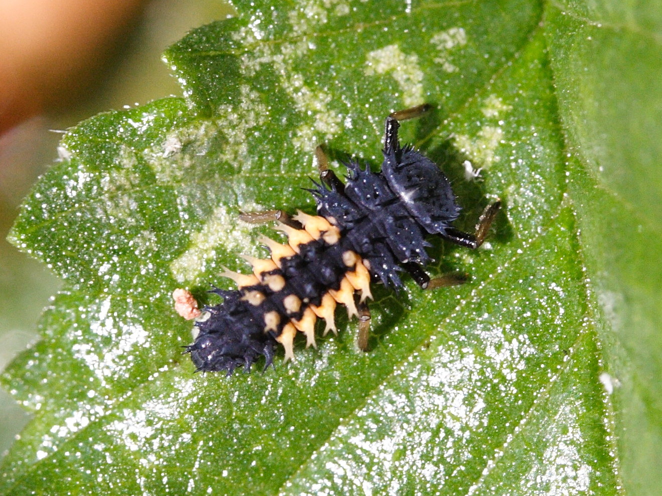 Afficher le média harmonia_axyridis6md harmonia_axyridis6md