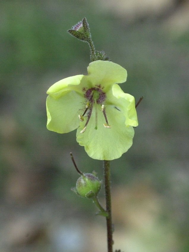 helianthemum_guttatum2md