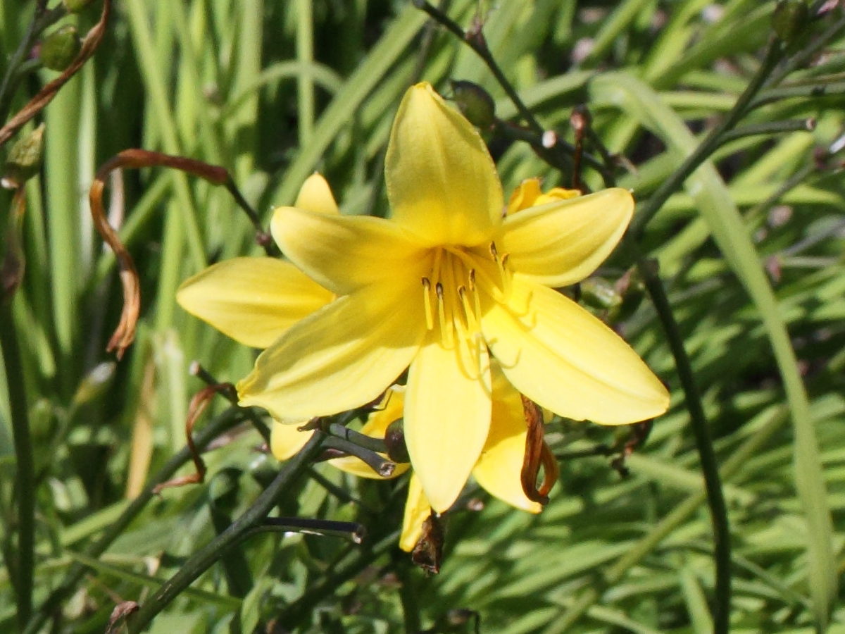 hemerocallis_minor2md