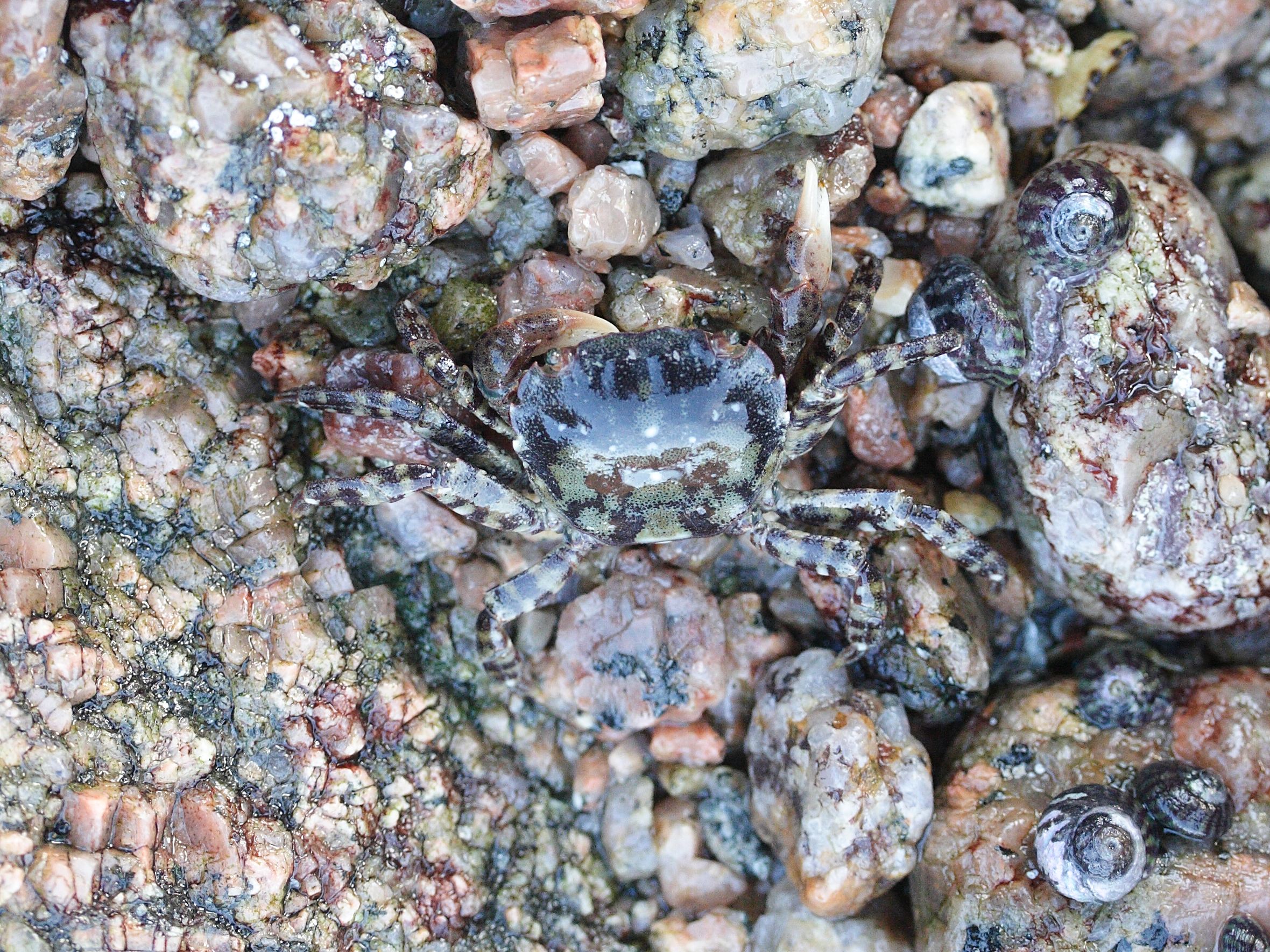 hemigrapsus_sanguineus2md