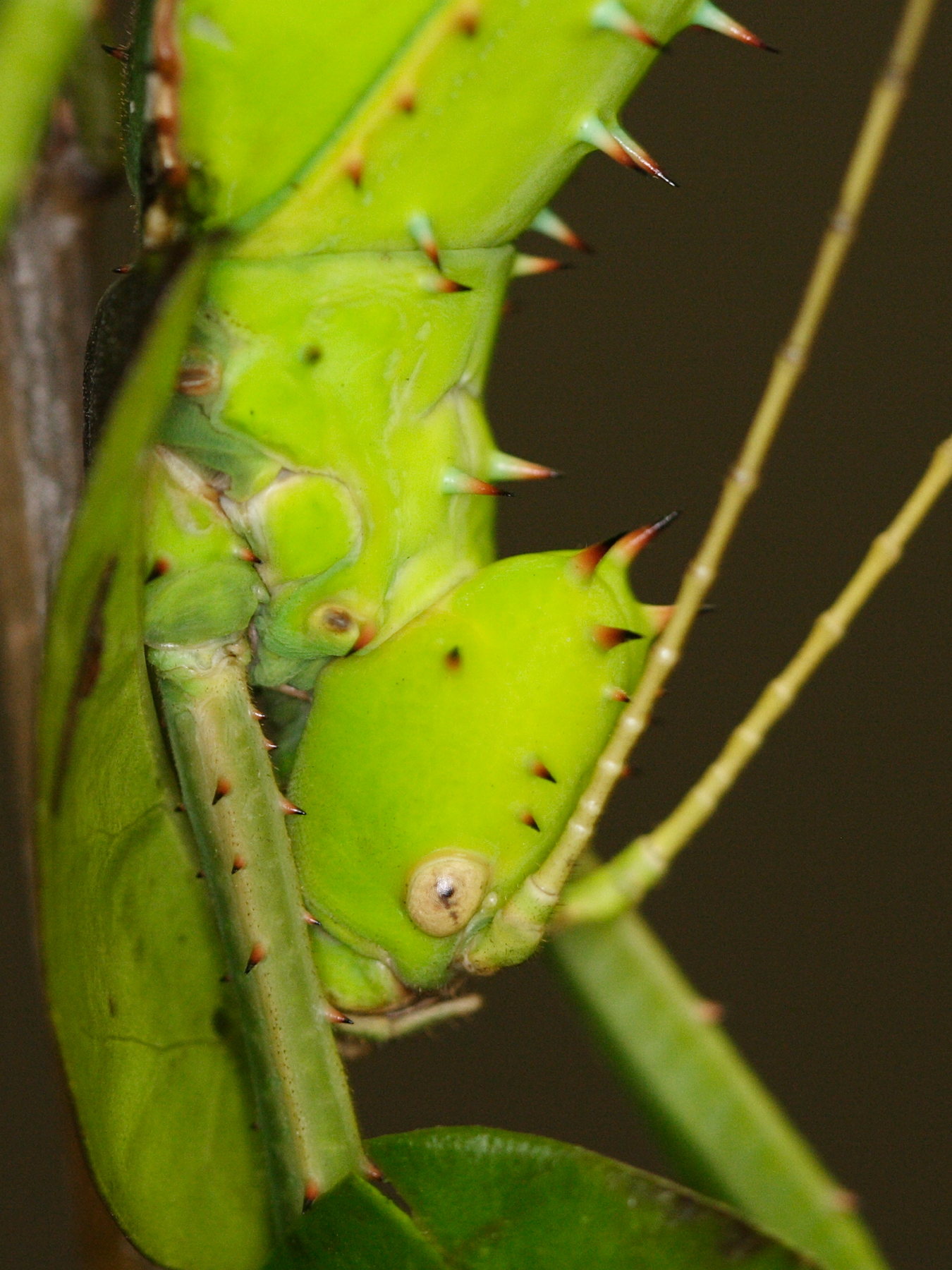 Afficher le média heteropteryx_dilatata5md heteropteryx_dilatata5md