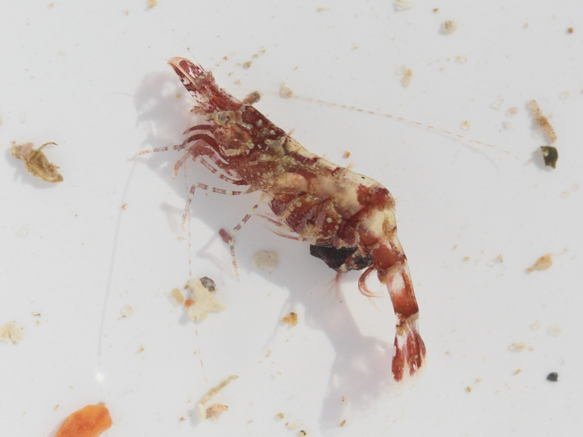 hippolyte_varians2md